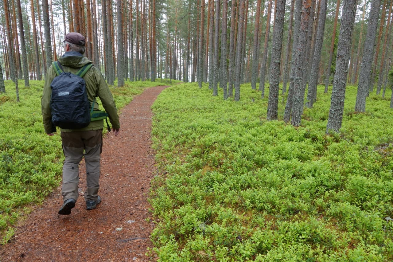 Mies kulkee polkua pitkin valoisalla mäntykankaalla.