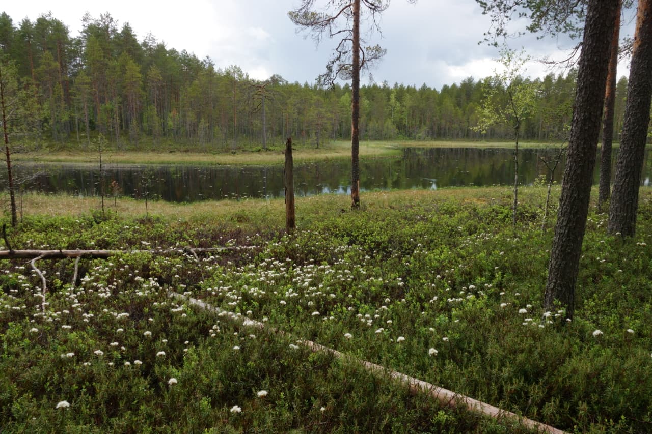 Metsälampi, suopursuja ja lahopuita.