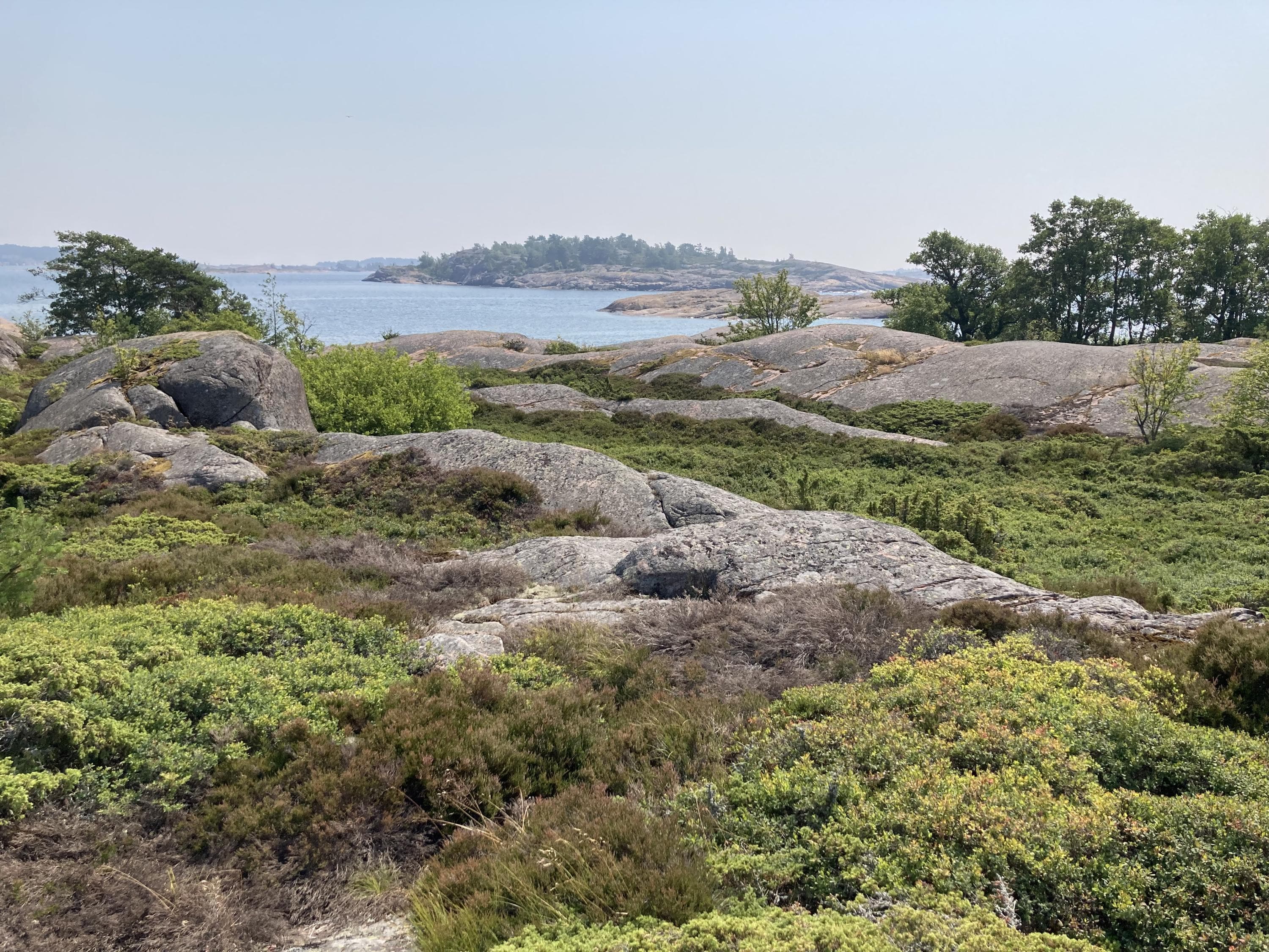 Klippor och risvegetation. I bakgrunden syns havet.