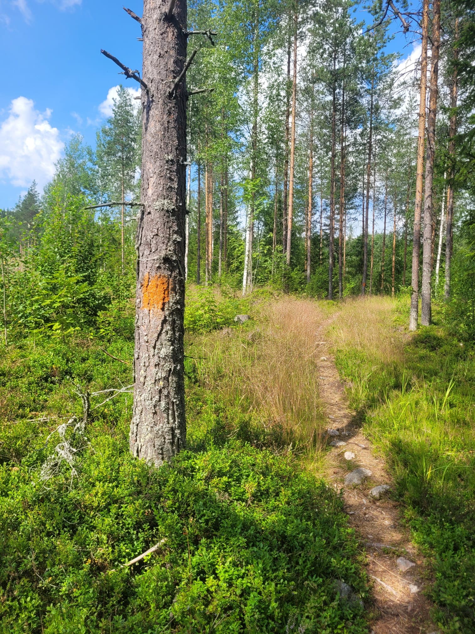 Oranssi merkintä reitin varrella