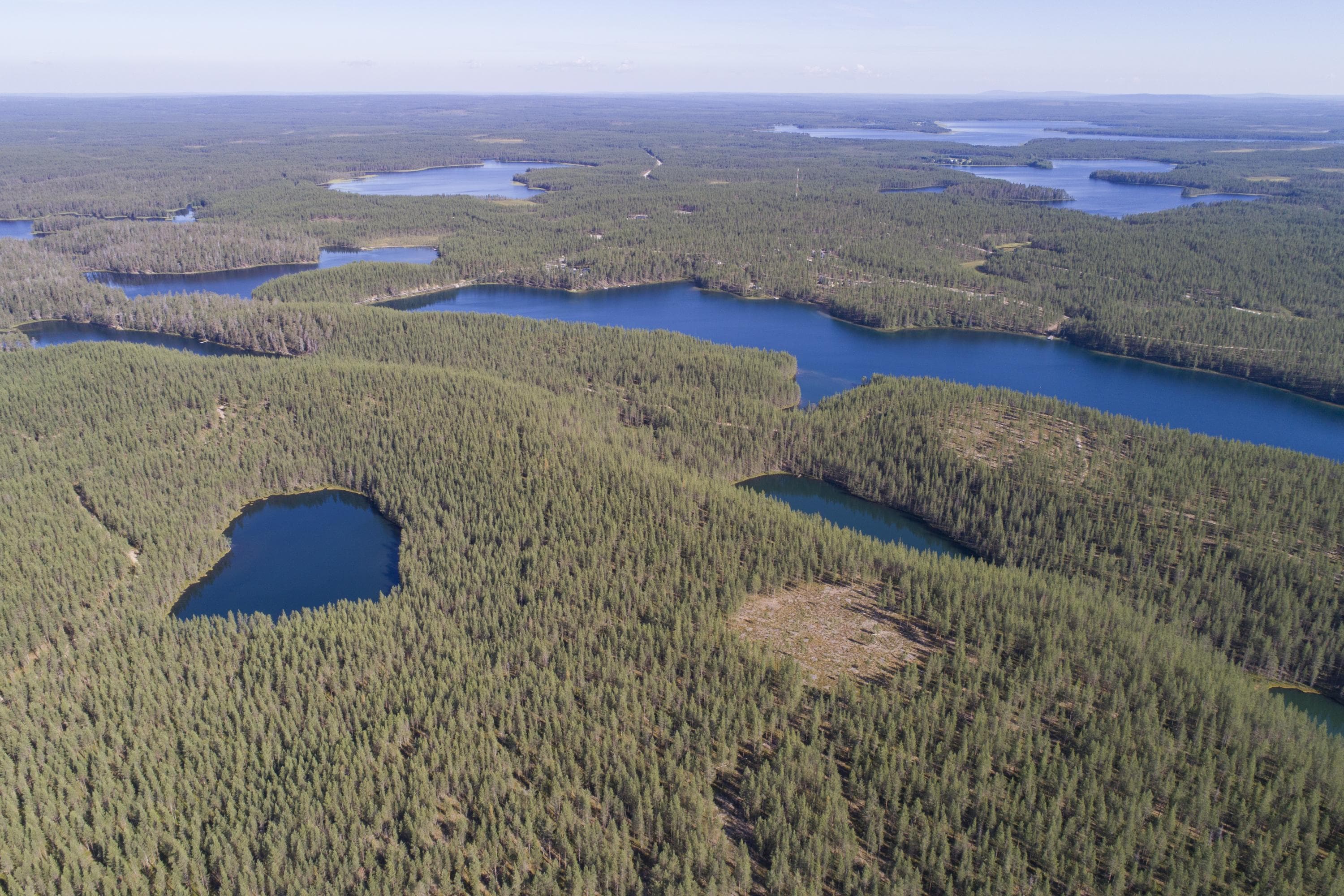 Mitt i en somrig skog som sträcker sig mot horisonten finns det sjöar och små tjärnar. Flygfoto.