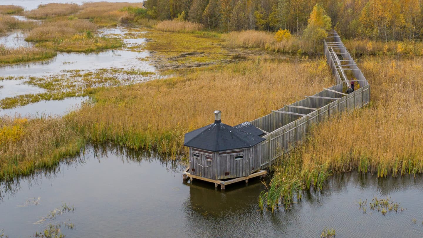 In a reed bed glowing with autumn colors by the water, there is a hexagonal wooden structure, reached by a wooden walkway. 