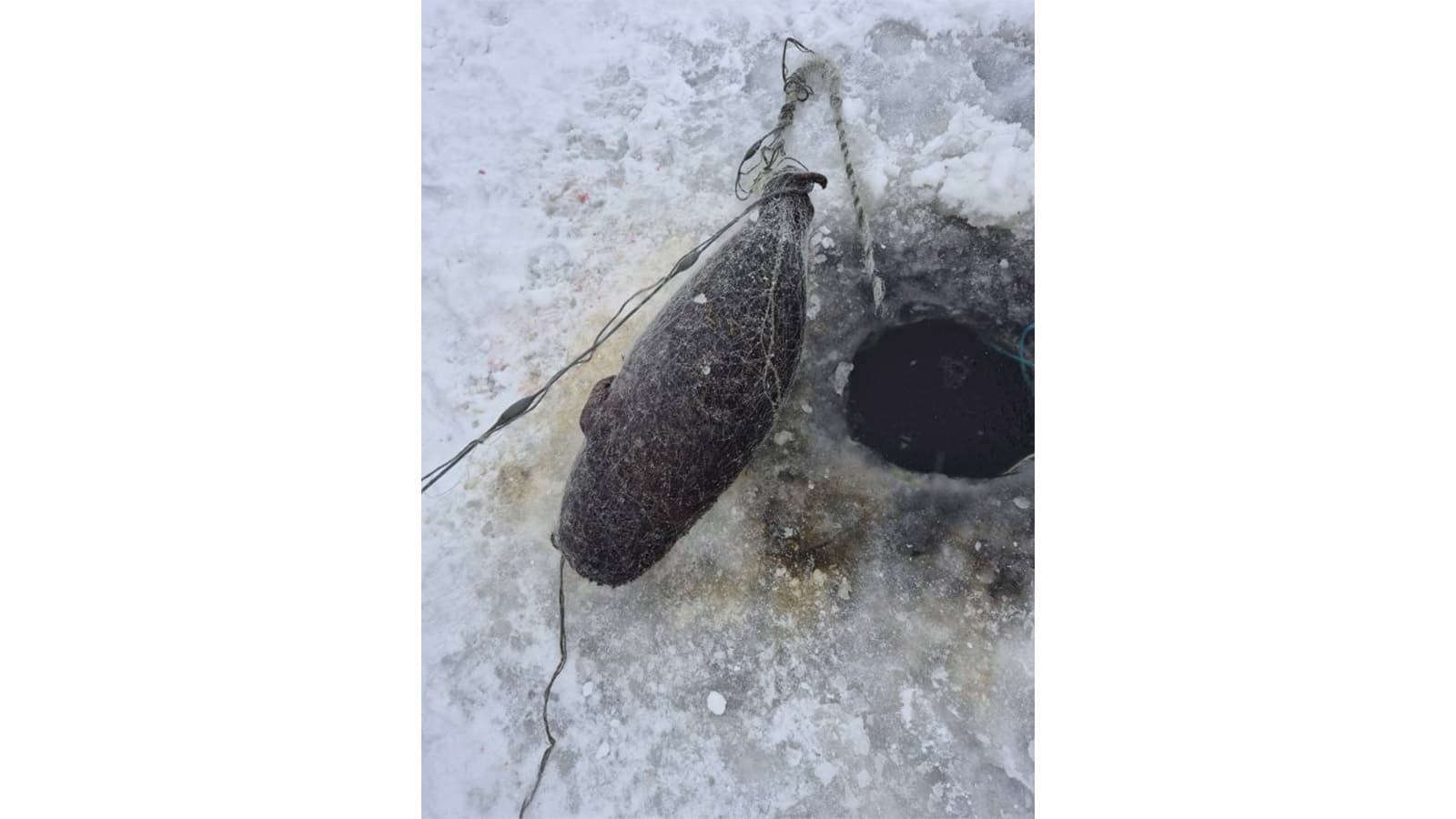 Verkkoon kietoutunut kuutti jäällä avannon vieressä.