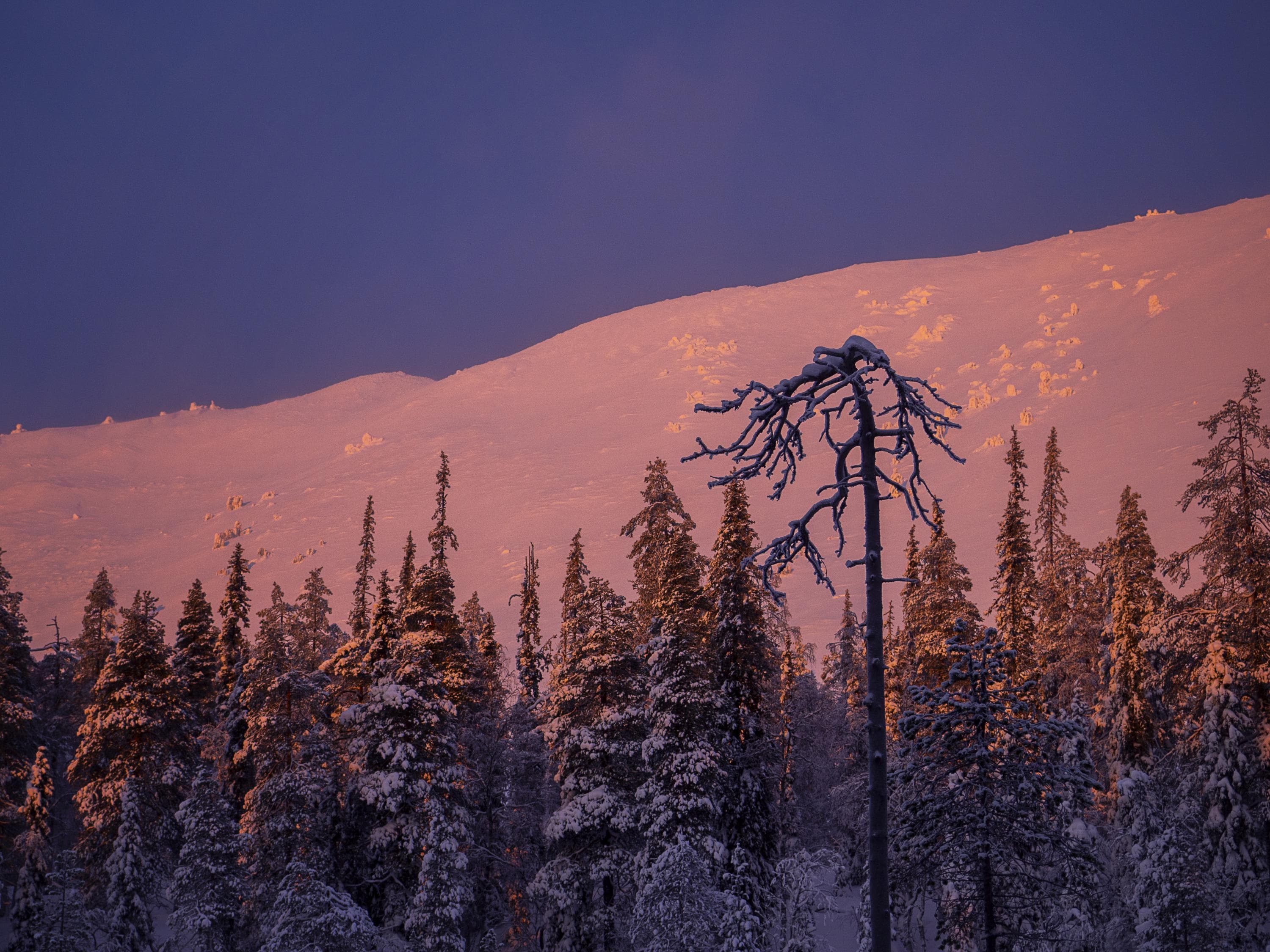 Puiden takaa kohoaa luminen tunturi.