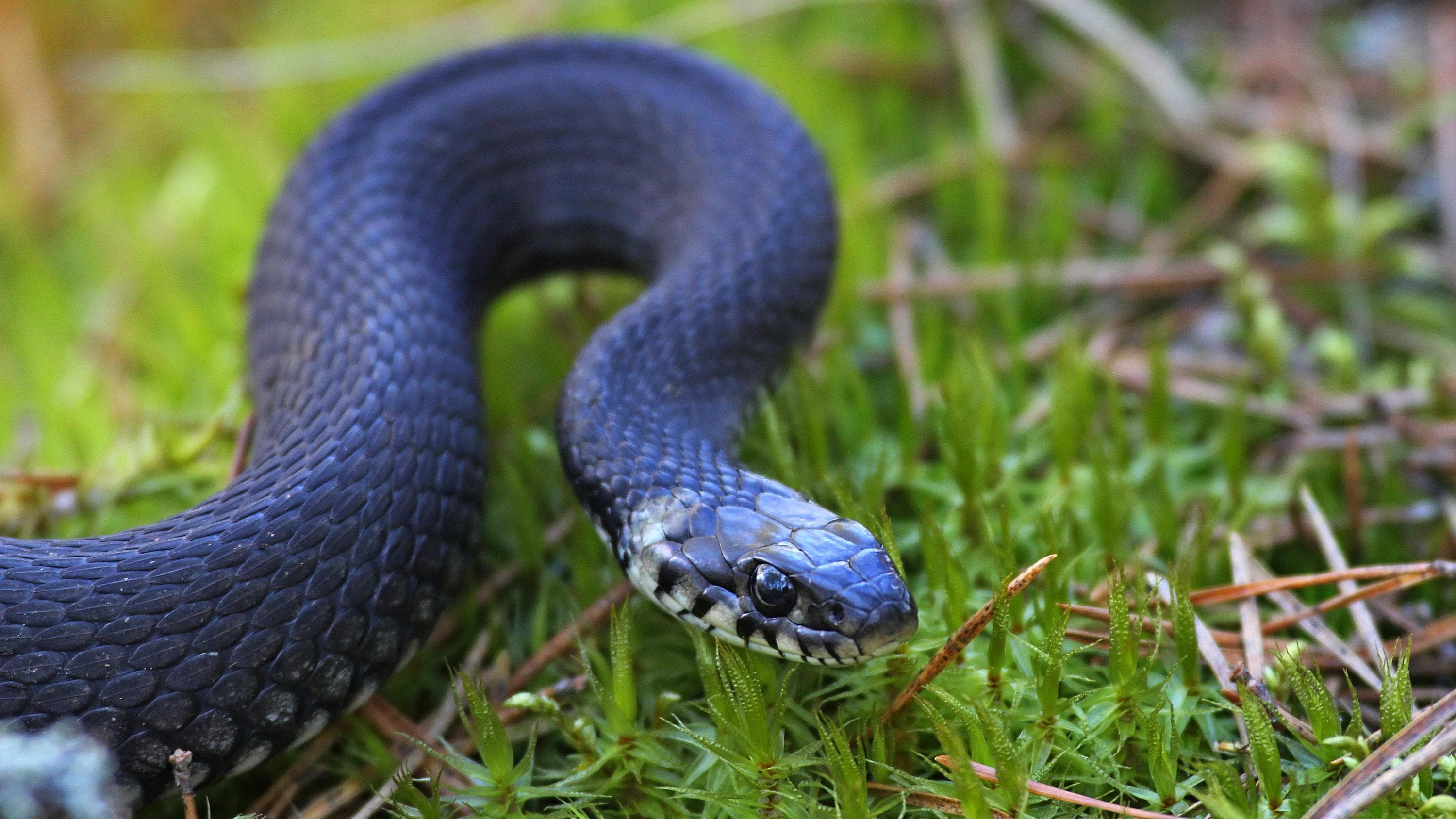 Musta käärme mutkalla sammalen päällä.