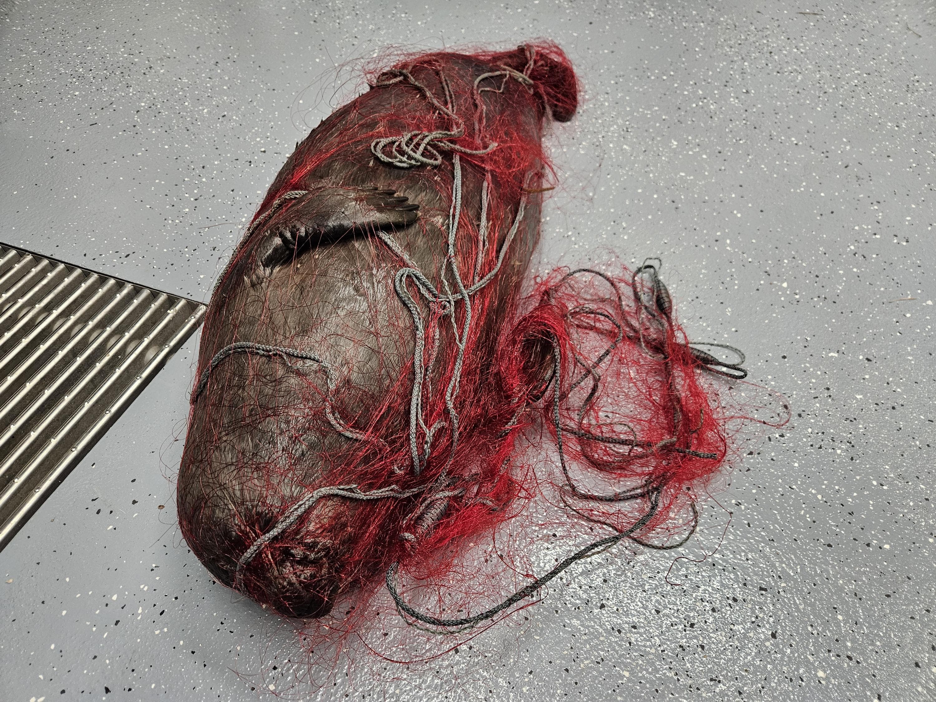 Verkkoon kietoutunut kuollut saimaannorppa lattialla.