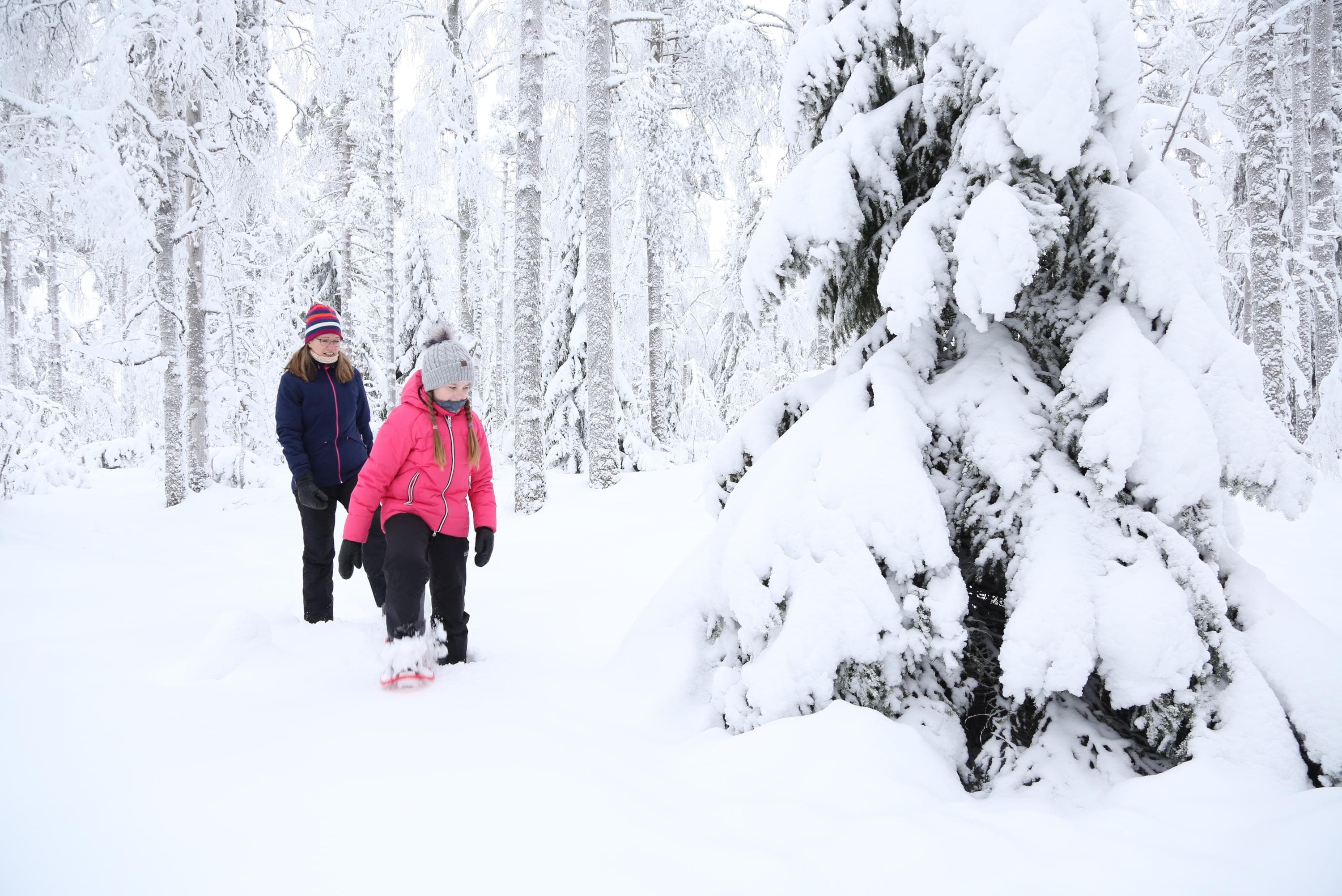 Kuva: Ismo Nousiainen / Taikapolku Aikuinen ja lapsi lumikenkäilevät syvässä hangessa tykkylumipuiden keskellä.