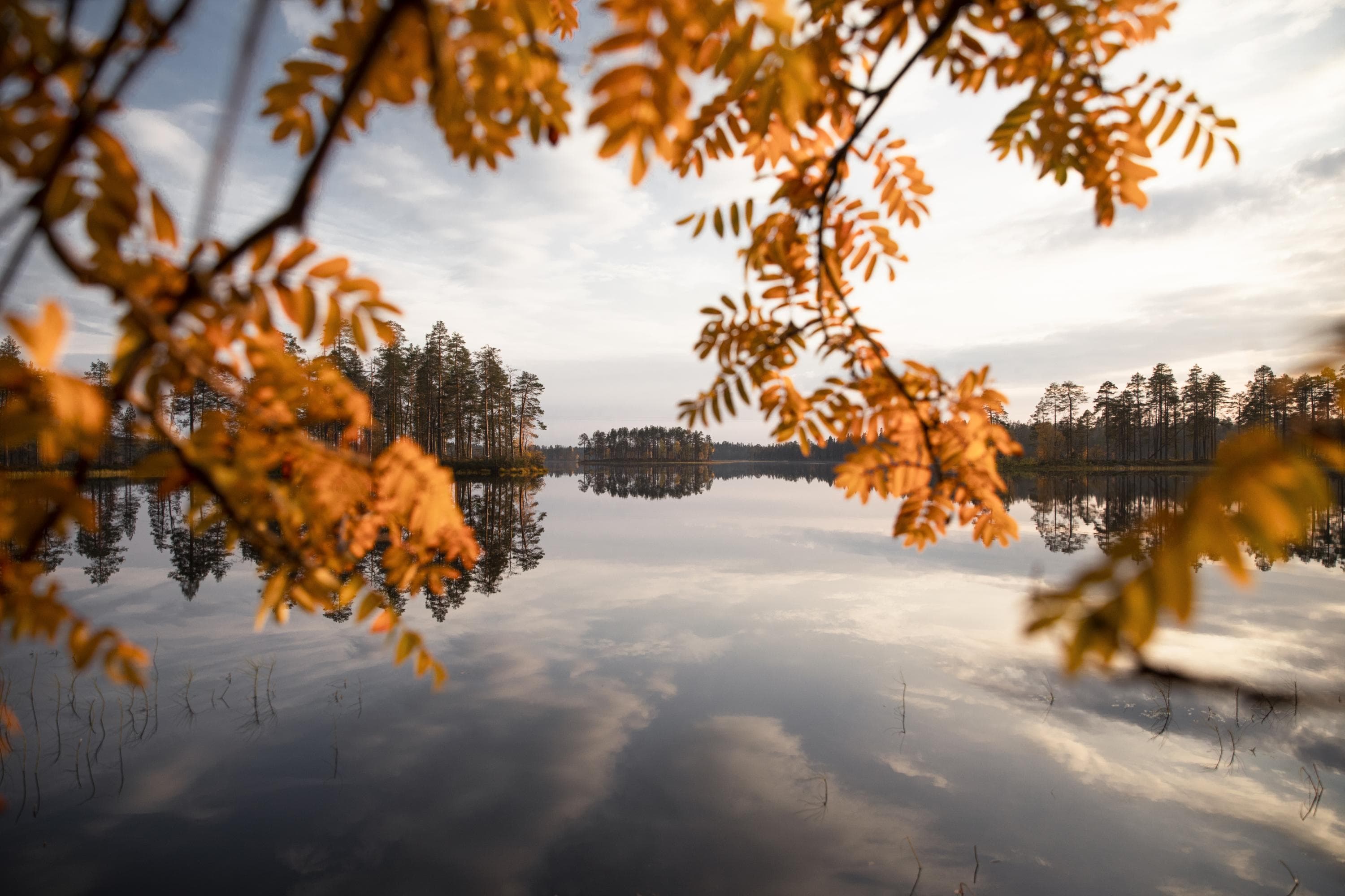 Image: Harri Tarvainen In the picture, orange leaves of a hardwood tree are in the foreground. In the background, a calm lake landscape and the opposite shore.