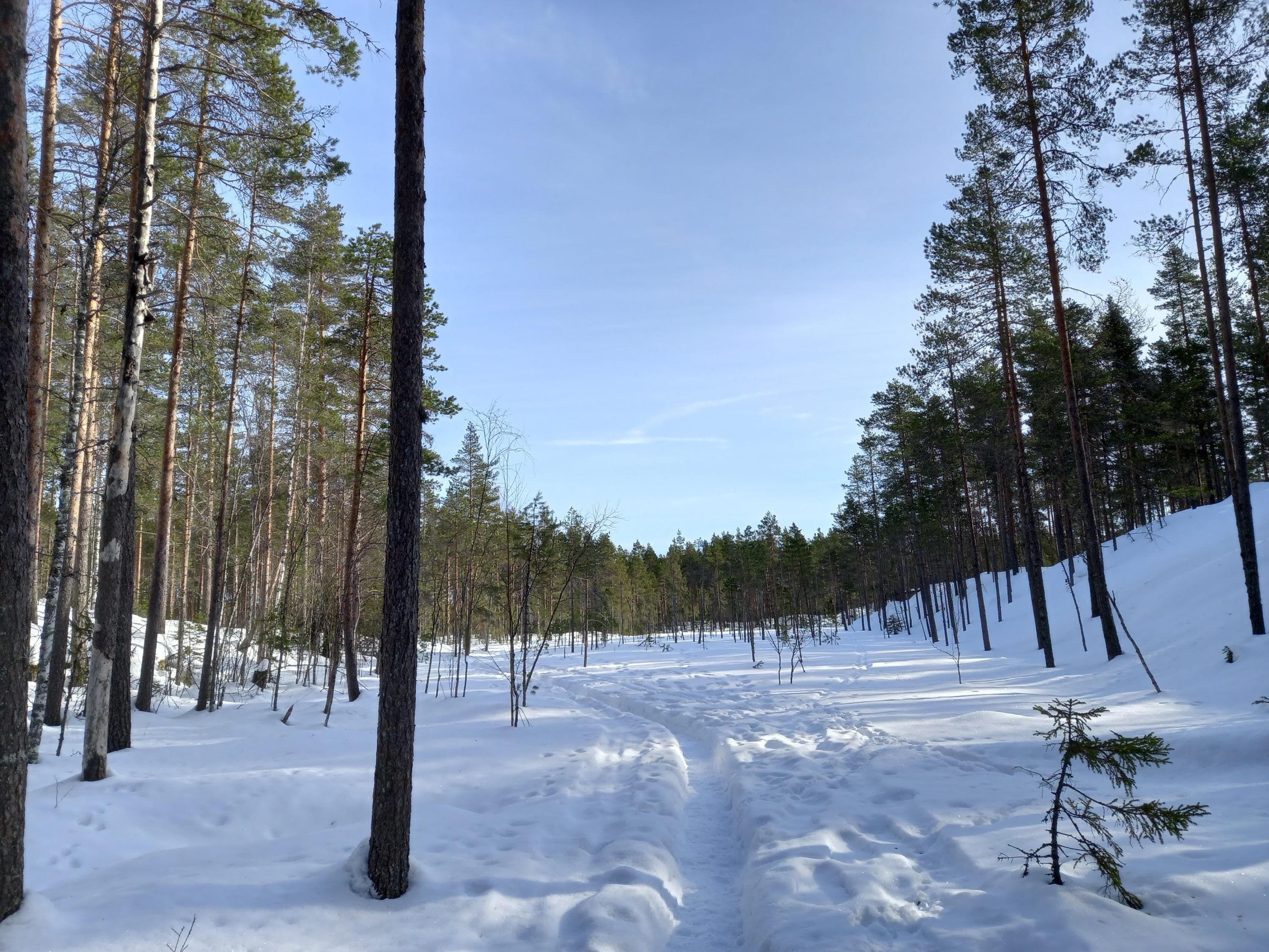 Kuva: Johanna Väkeväinen Lumessa on polku. Reunoilla on harvakseltaan mäntyjä.