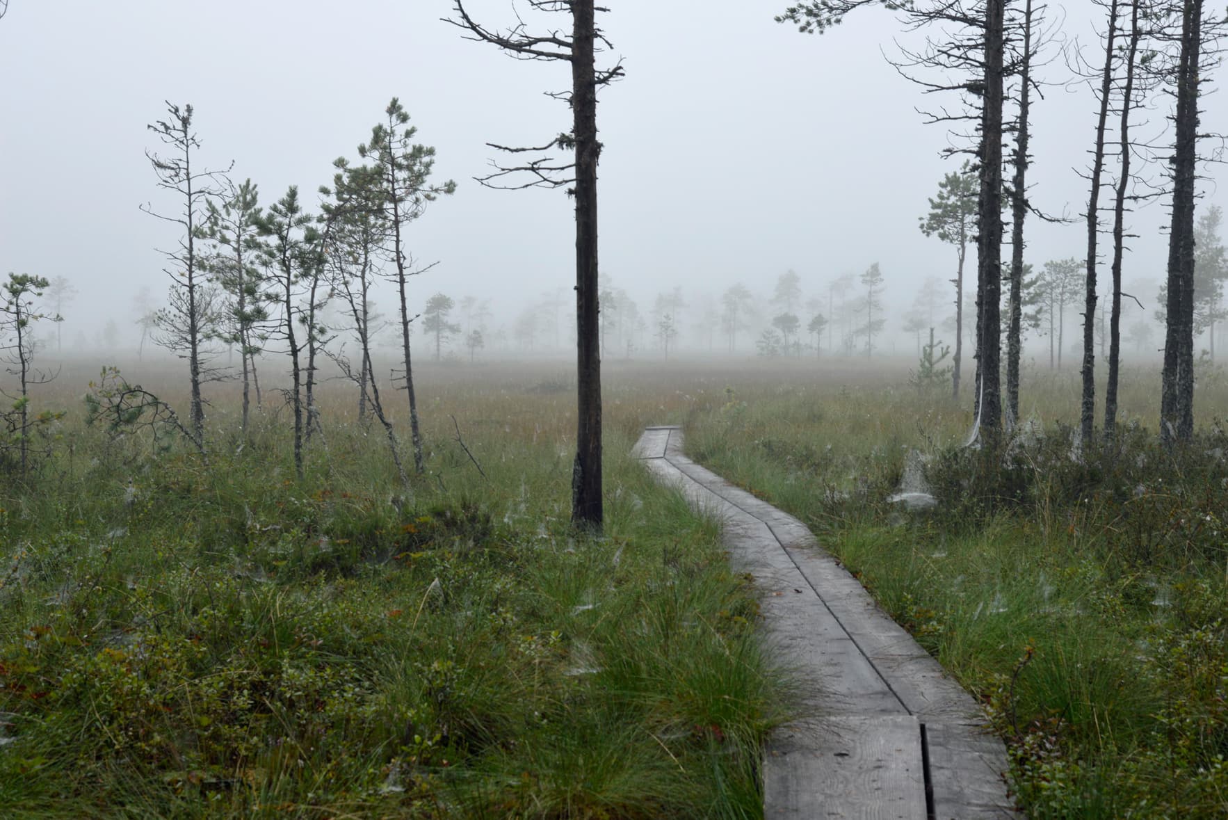 Kuva: Terttu Hermansson Sumuinen suo, jossa kulkee pitkokset.