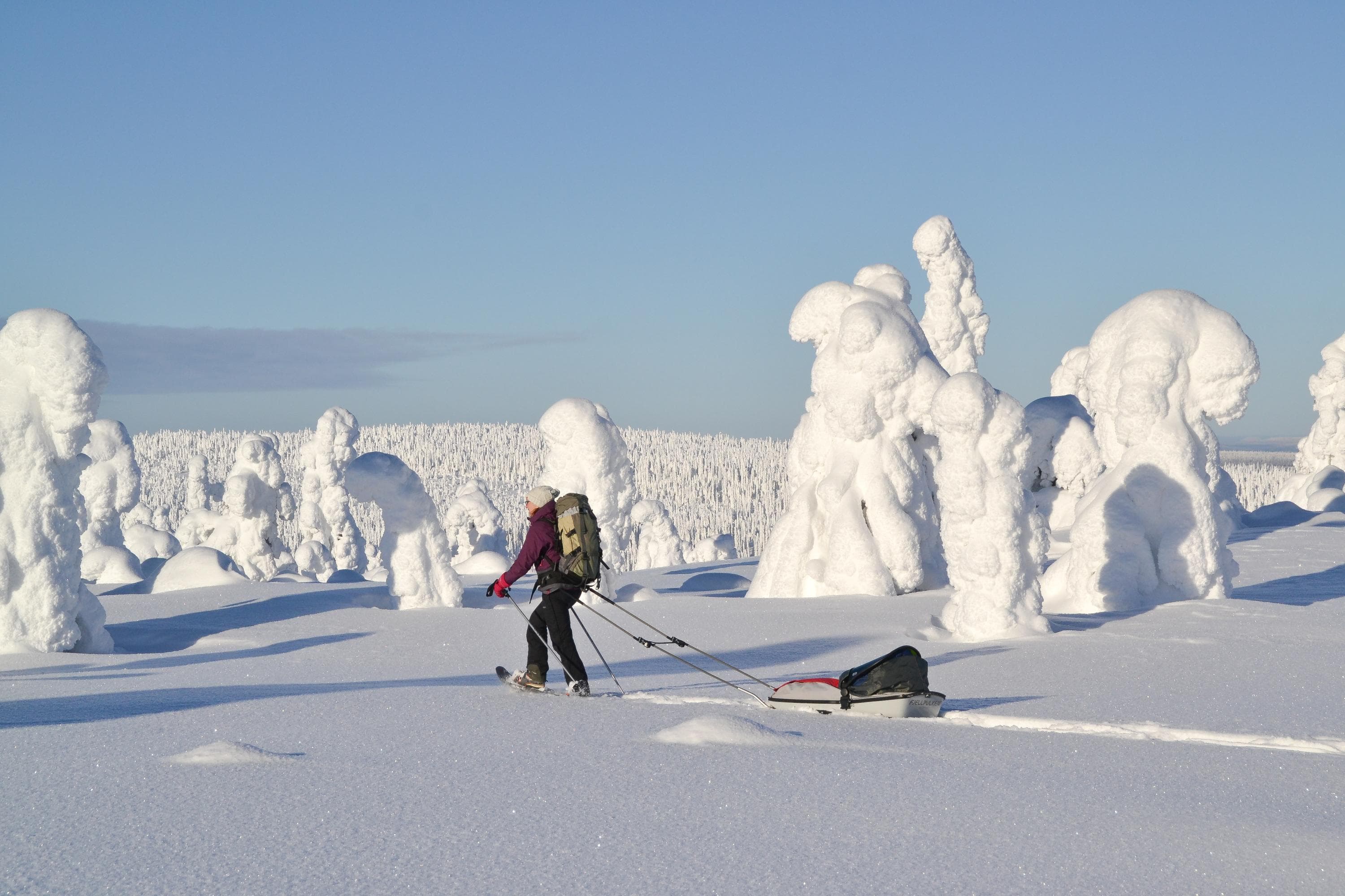 Bild: Satu Pietilä En person på snöskor drar en pulka efter sig genom ett landskap med snötyngda träd.