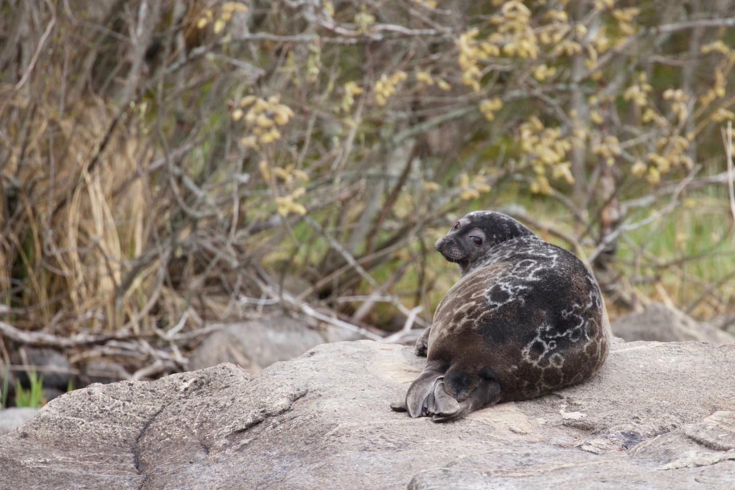 Image: Mari Rantanen Saimaa ringed seal is lying on a rock.