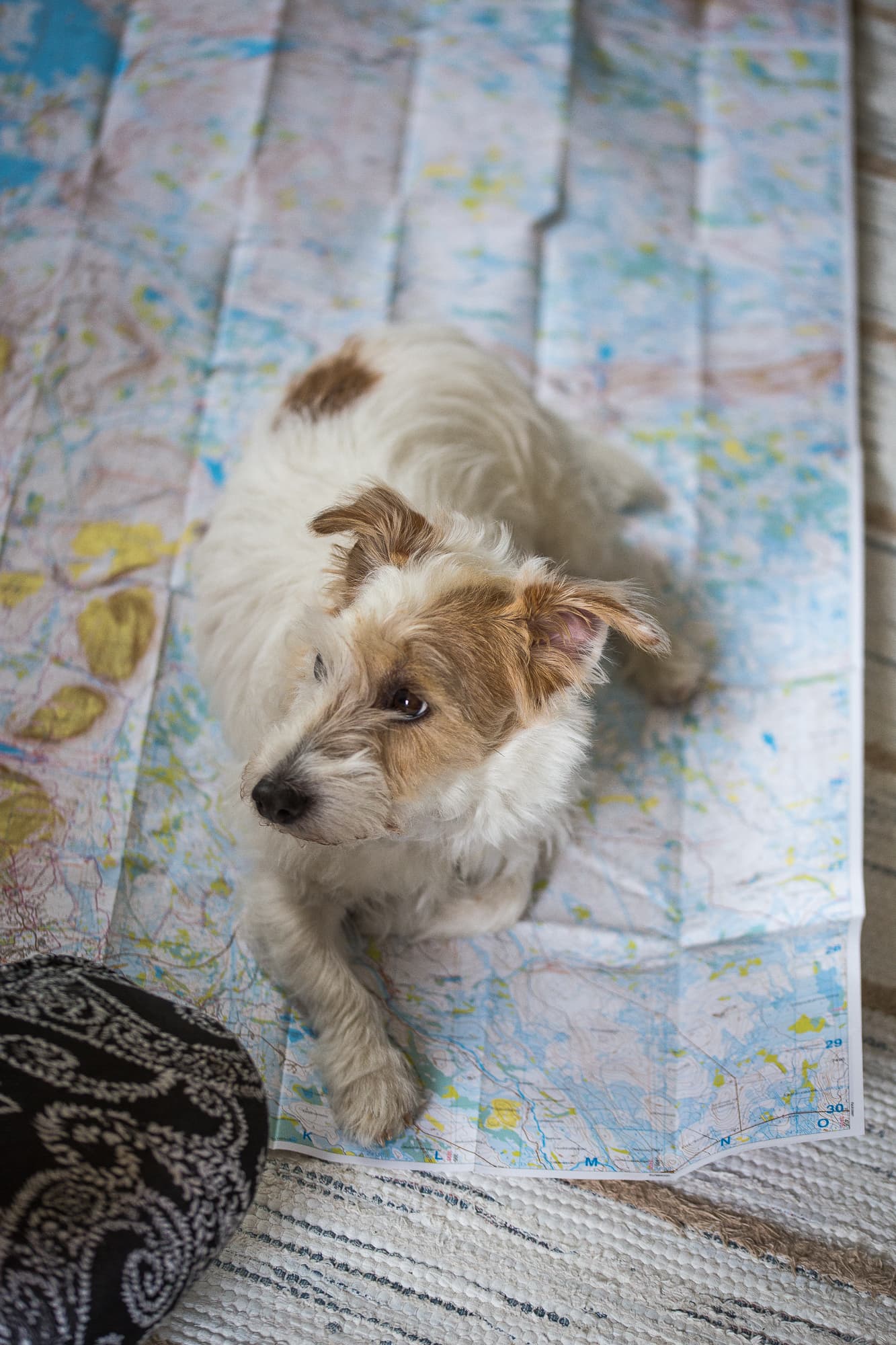 Kuva: Heikki Sulander Koira kartan päällä.