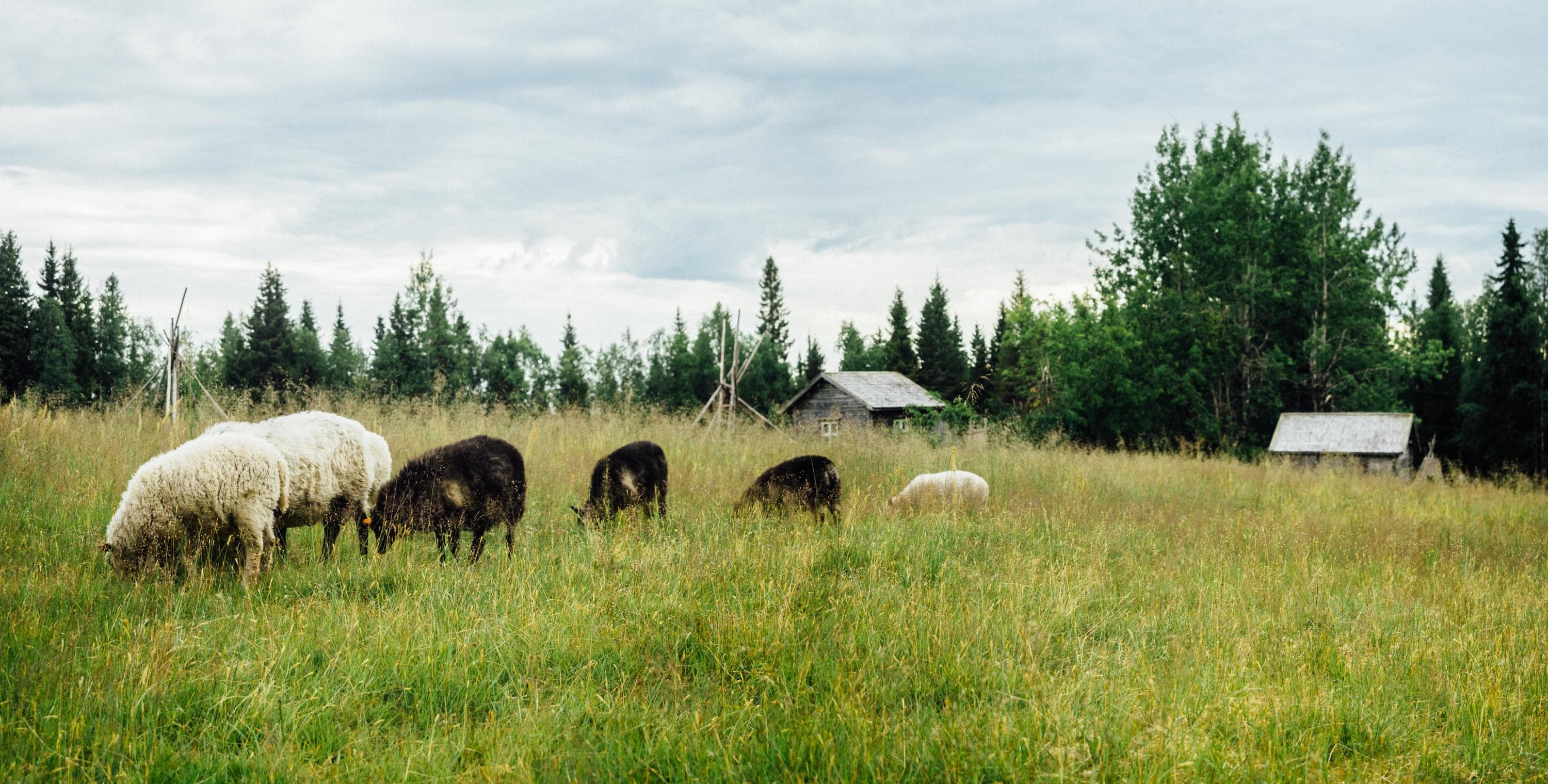 Kuva: Panu Mölsä Heinäistä niittyä, jolla laiduntaa valkoisia ja mustia lampaita. Takana näkyy harmaita puurakennuksia ja metsää.