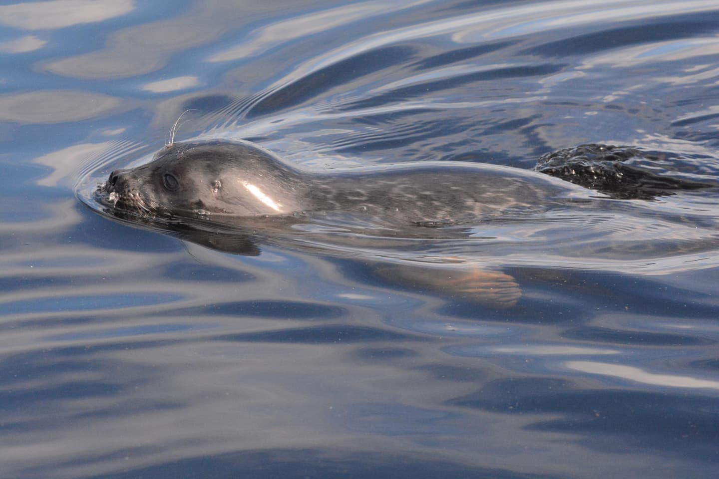 Image: Miina Auttila A seal swims.