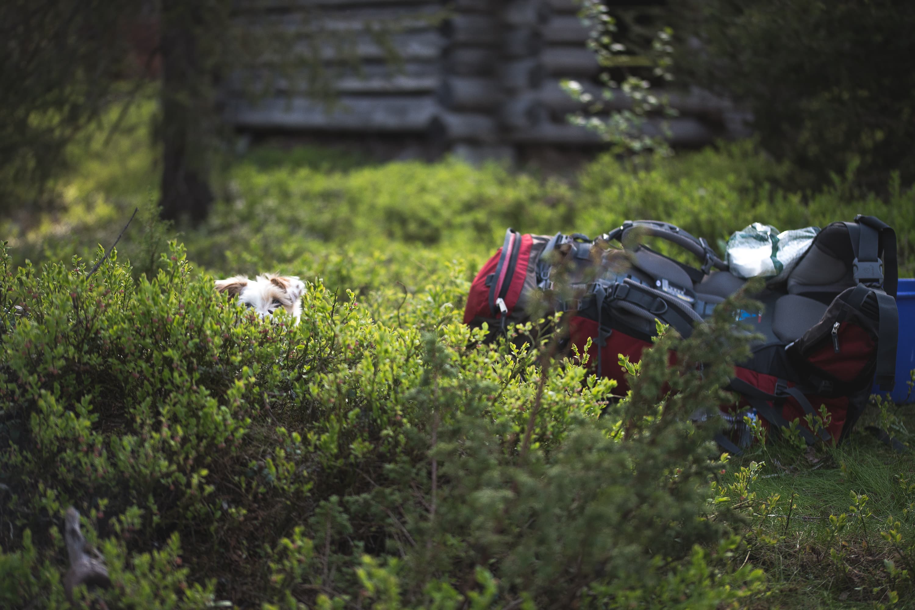Kuva: Heikki Sulander Vihreällä mättäällä iso rinkka ja pienen koiran pää. Taustalla näkyy harmaan hirsirakennuksen seinää.