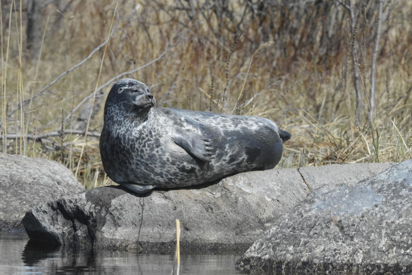Image: Harri Ekholm A seal is lying on a stone at the edge of a reedbed.