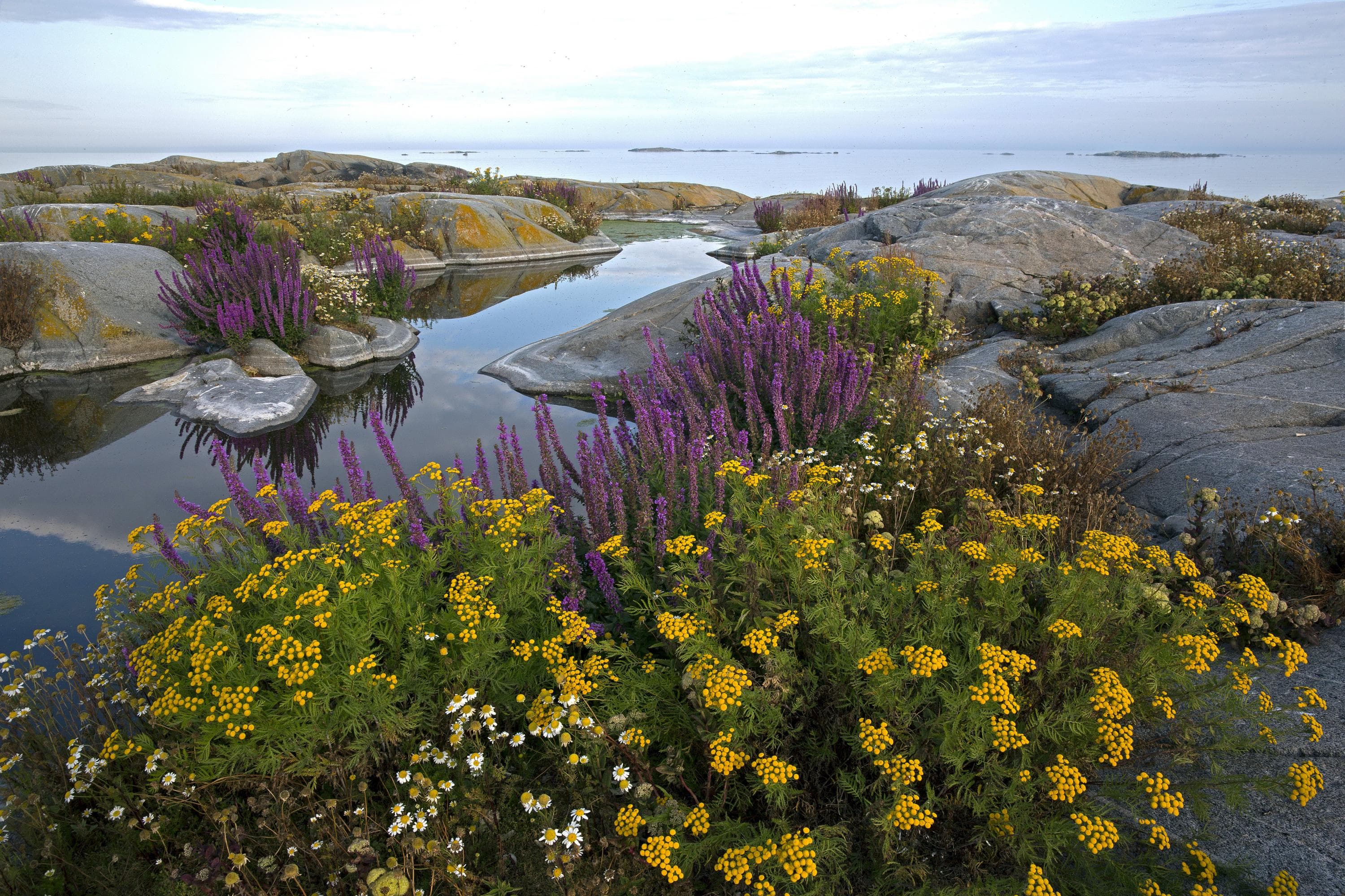 Kuva: Seppo Keränen Kivinen kallioranta, jossa etualalla on luonnonkukkia, pääasiassa violetteja ja keltaisia. Taustalla näkyy vedenpinta ja horisontti, jossa taivas kohtaa veden.