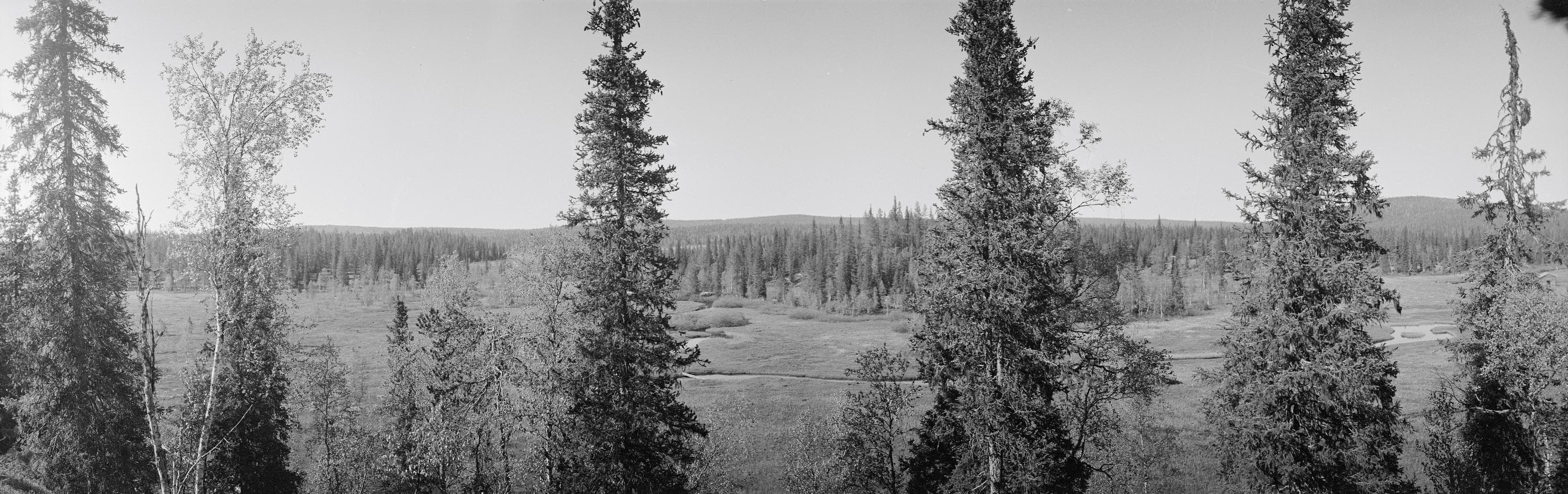 Kuva: Erkki Mikkola Mustavalkoisessa kuvassa näkyy kuusimetsää, jonka takana on suo. Suolla kiemurtelee joki. Taustalla näky taas kuusimetsää.