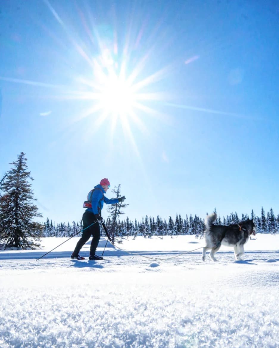 Image: Juho Niemelä In the image, there is glistening snow, with a skier in a blue jacket and black pants in the background. The skier has a black-and-white dog on a leash in front of them. In the background, there is a forest landscape and the sun shining from a blue sky.