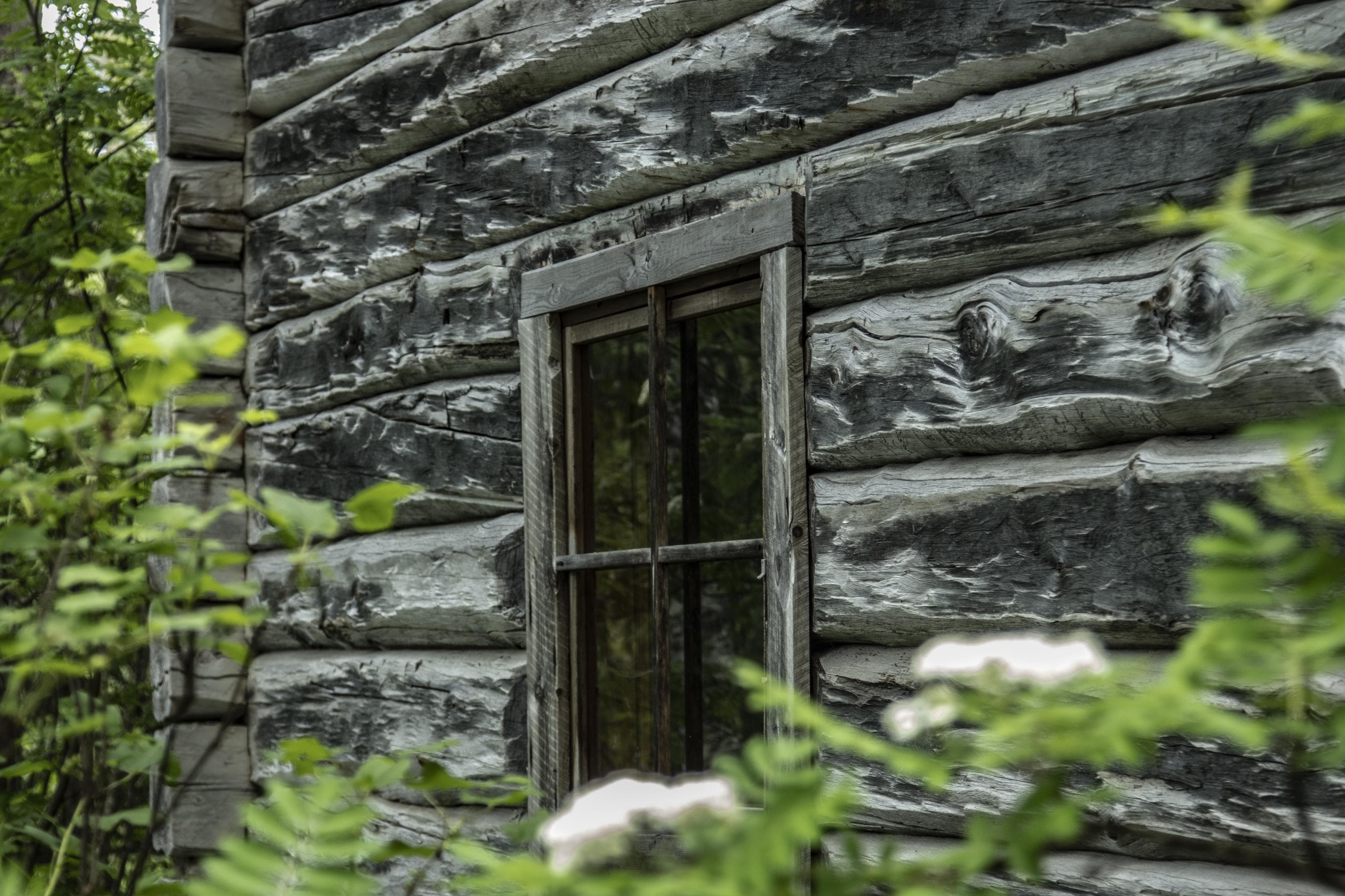 Kuva: Jonna Kalliomäki Autiotuvan seinä ja ikkuna Oulangan kansallispuistossa. Etualalla vehreitä puiden oksia.