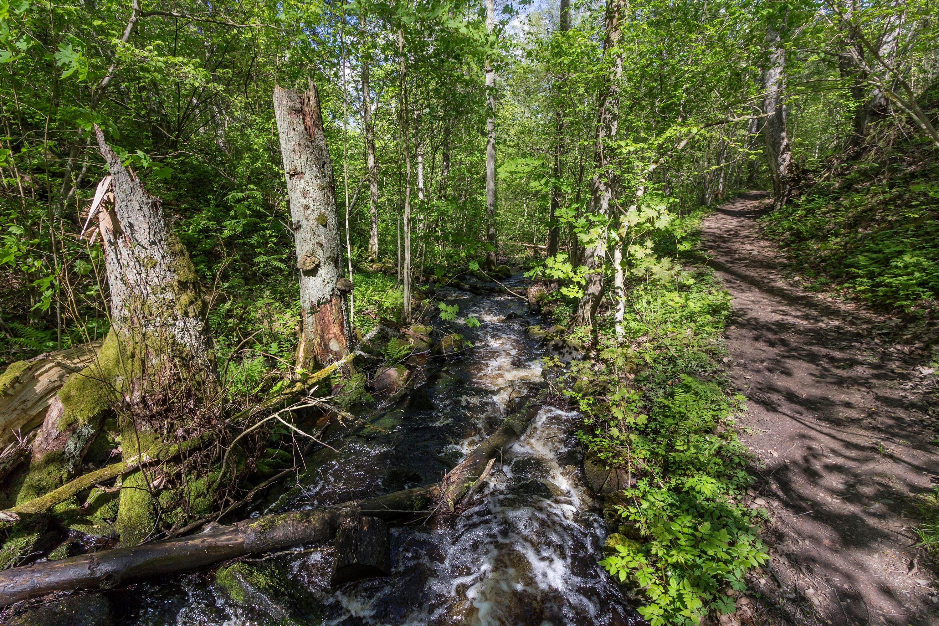Kuva: Jari Kostet Puron reunaa pitkin kulkee luontopolku. Ympärillä on lehtipuumetsää ja puiden välistä tulee valonsäteitä.