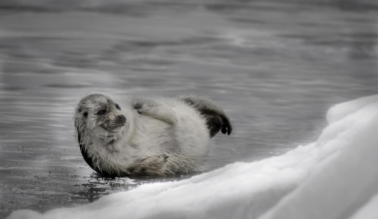 Image: Timo Seppänen A pale, furry baby seal lies on the ice.
