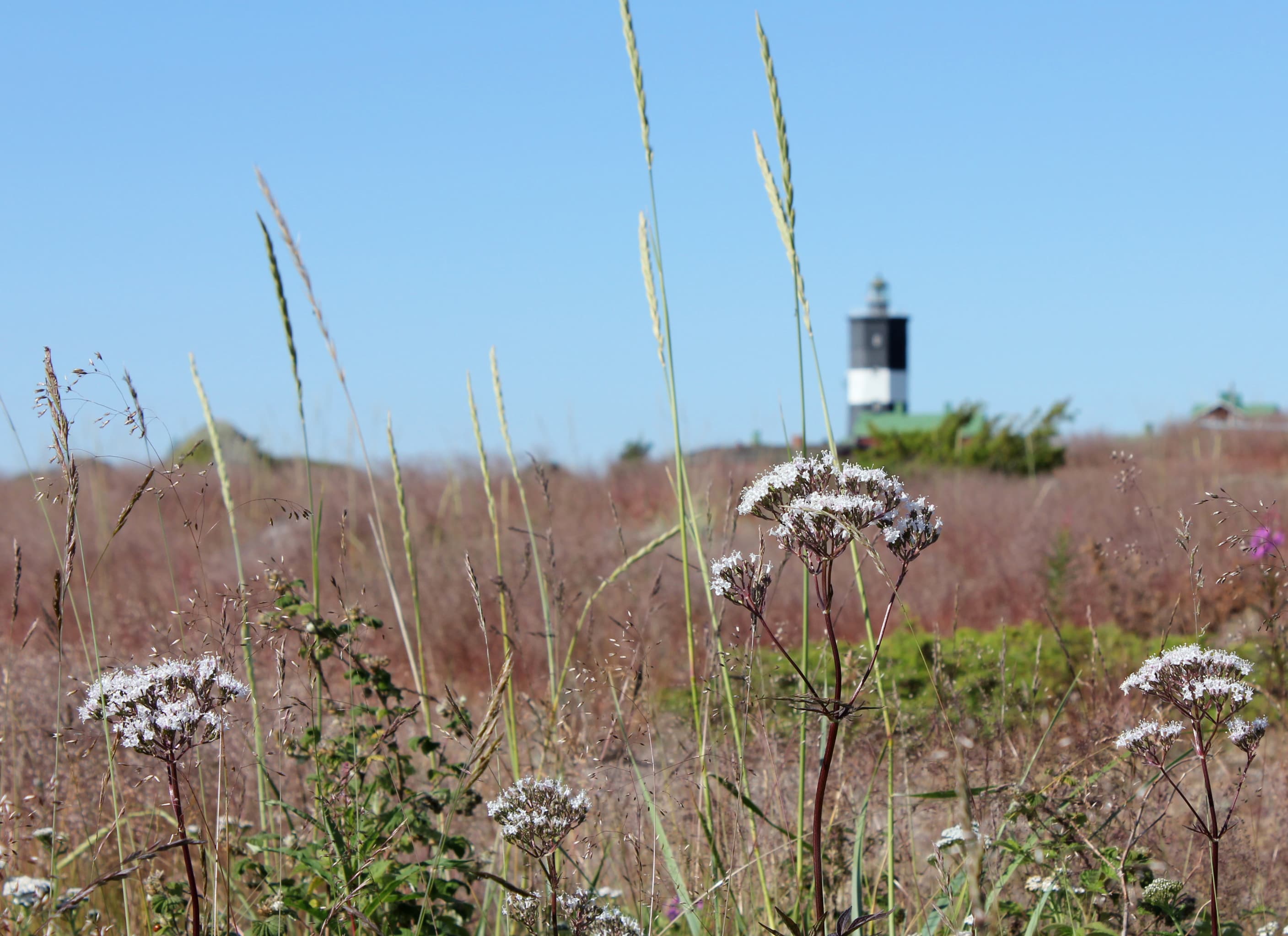 Kuva: Sofia Kellari Niittykukkia. Taustalla näkyy majakka.