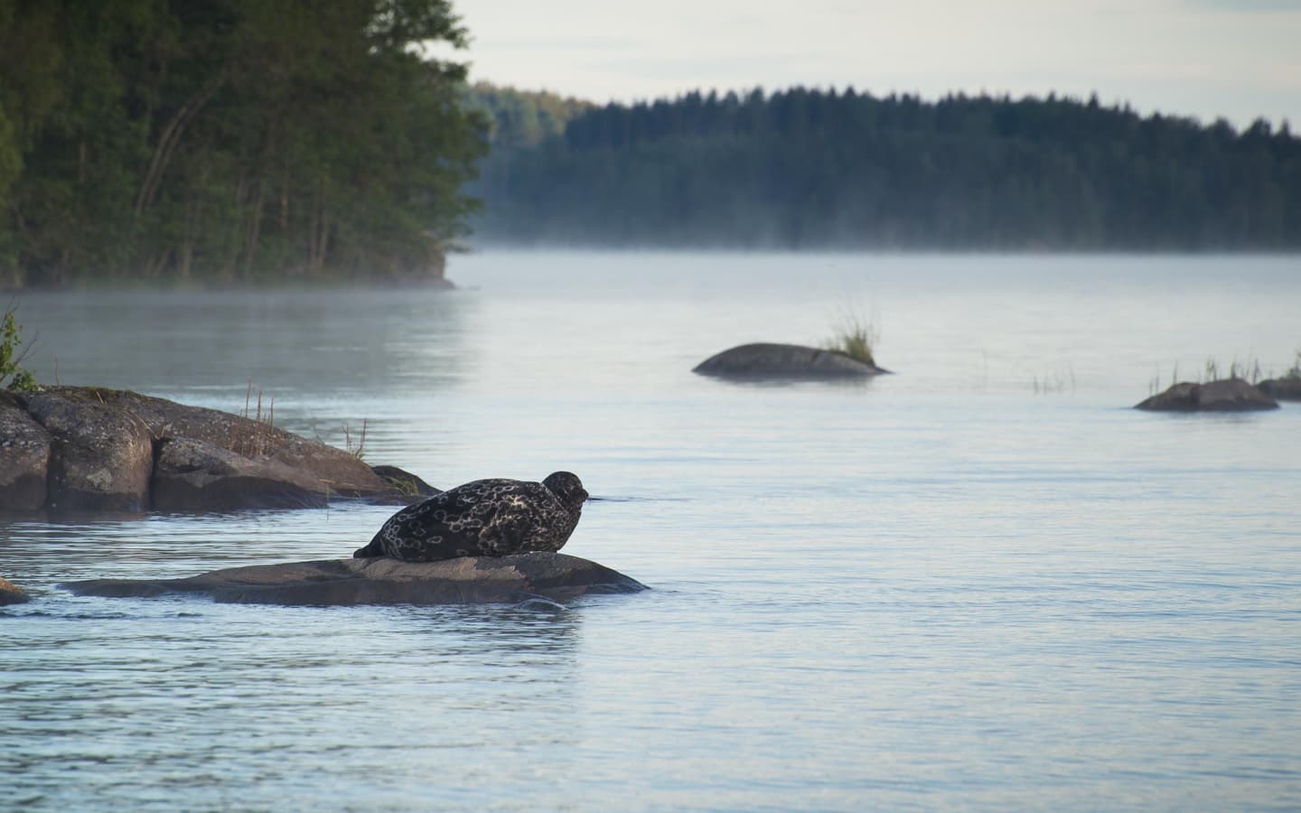 Image: Vesa Nikkanen A spotted seal lies on a stone in a lake.