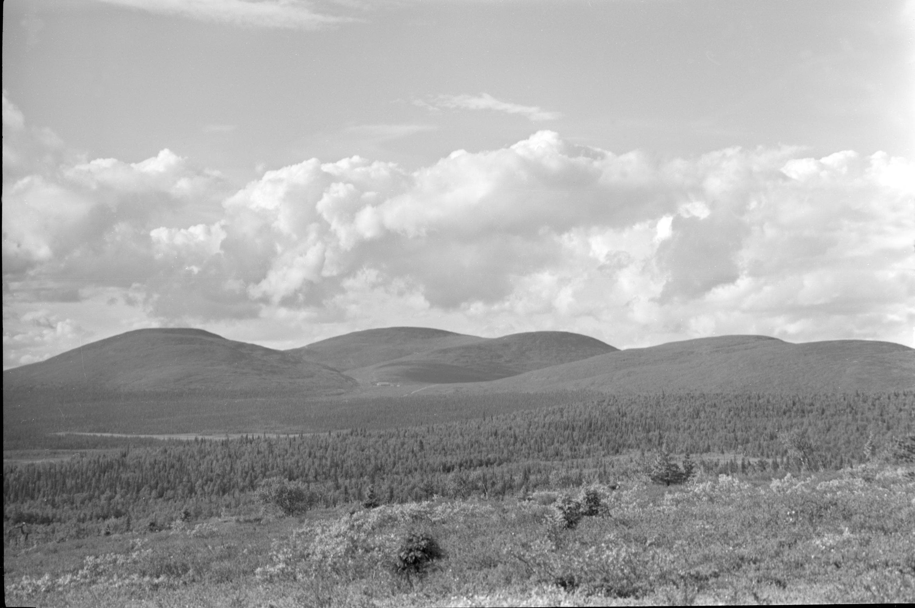 Image: A. Pietinen SMY:n arkisto / Seppo J. Partanen The Pallastunturi area in a black and white photograph. In the foreground, there is a forest, and in the background, the fell itself.