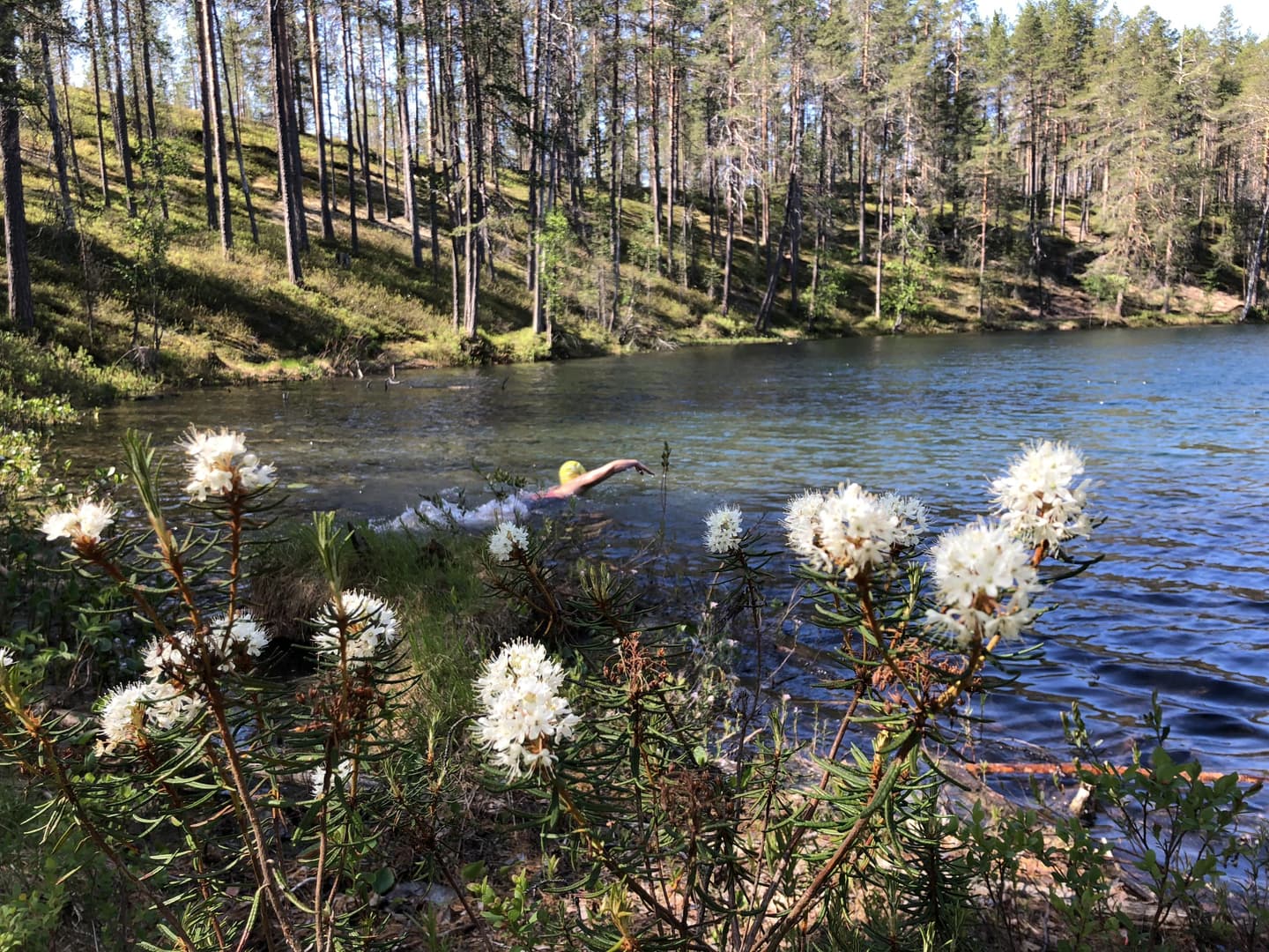 Kove: Päivi Pälvimäki A person swimming in a pond in the middle of a coniferous forest. Mire vegetation in the foreground.