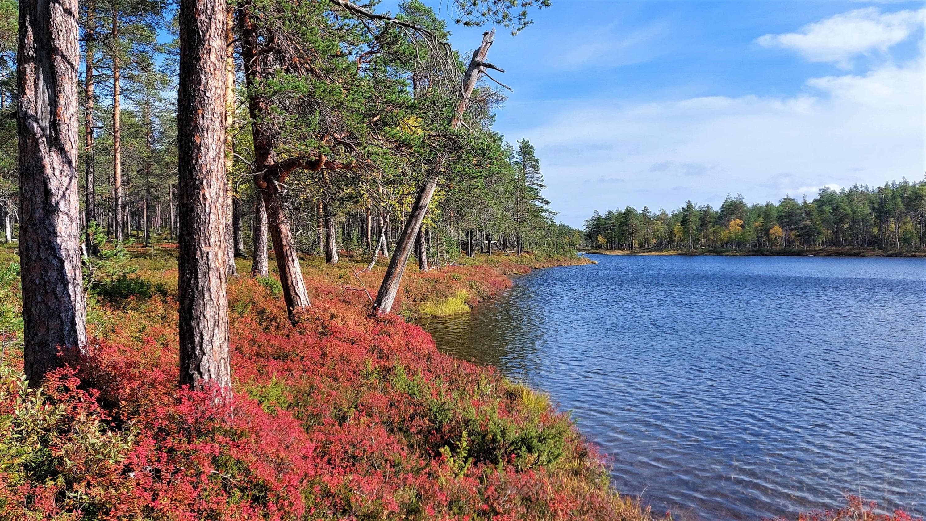 Bild: Maria Makkonen På vänster sida finns en tallskog och röd undervegetation, på höger sida en blå sjö.