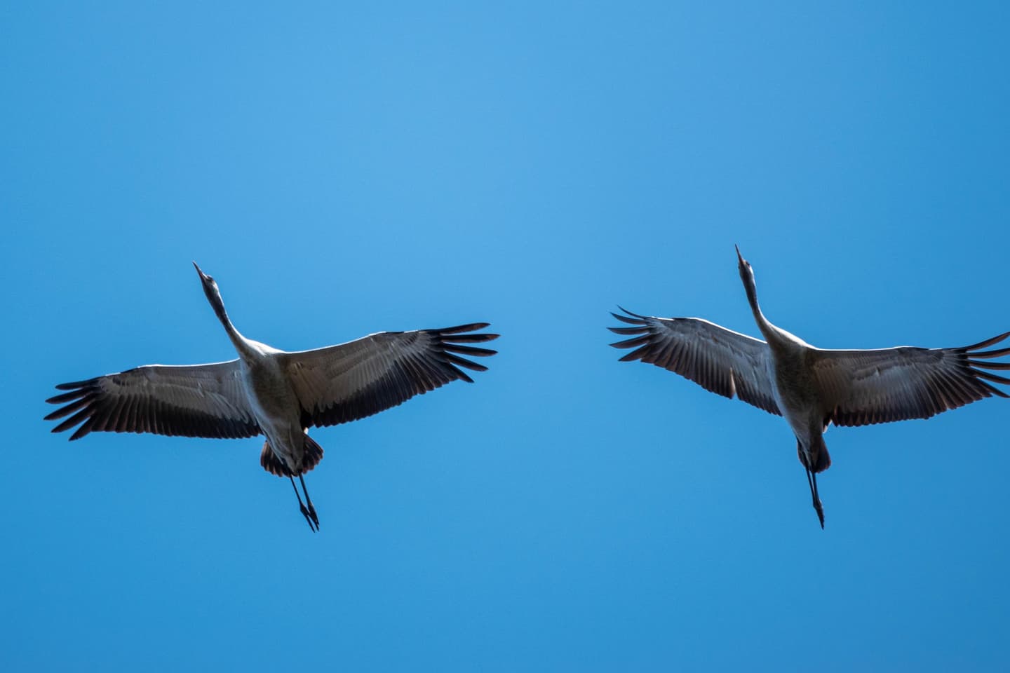 Image: Ismo Lampi Two large birds flying.