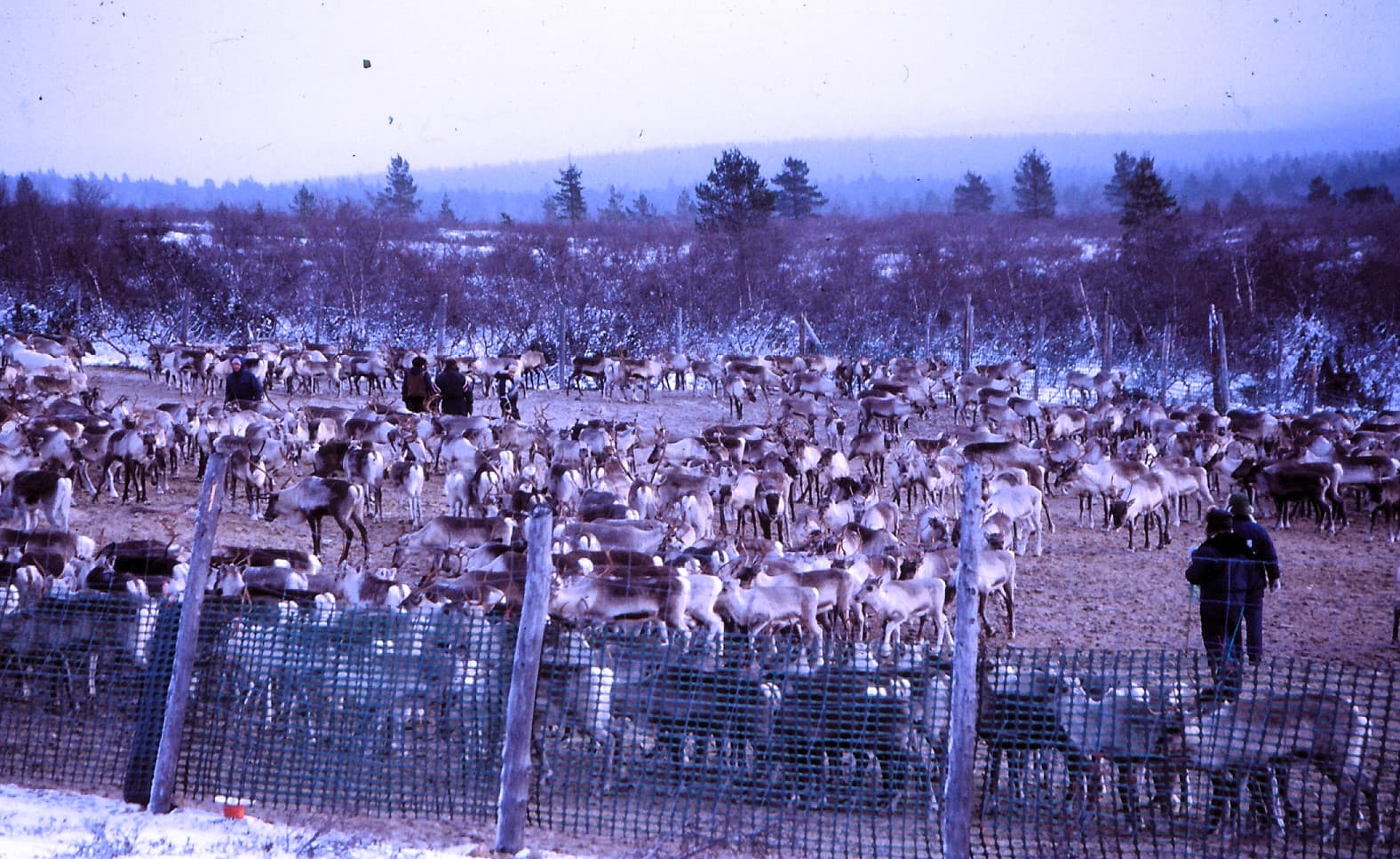 Image: Sulo Norberg Many reindeer in the fence in the fell. There is only a little snow. A few people are walking among the reindeer in the fence.