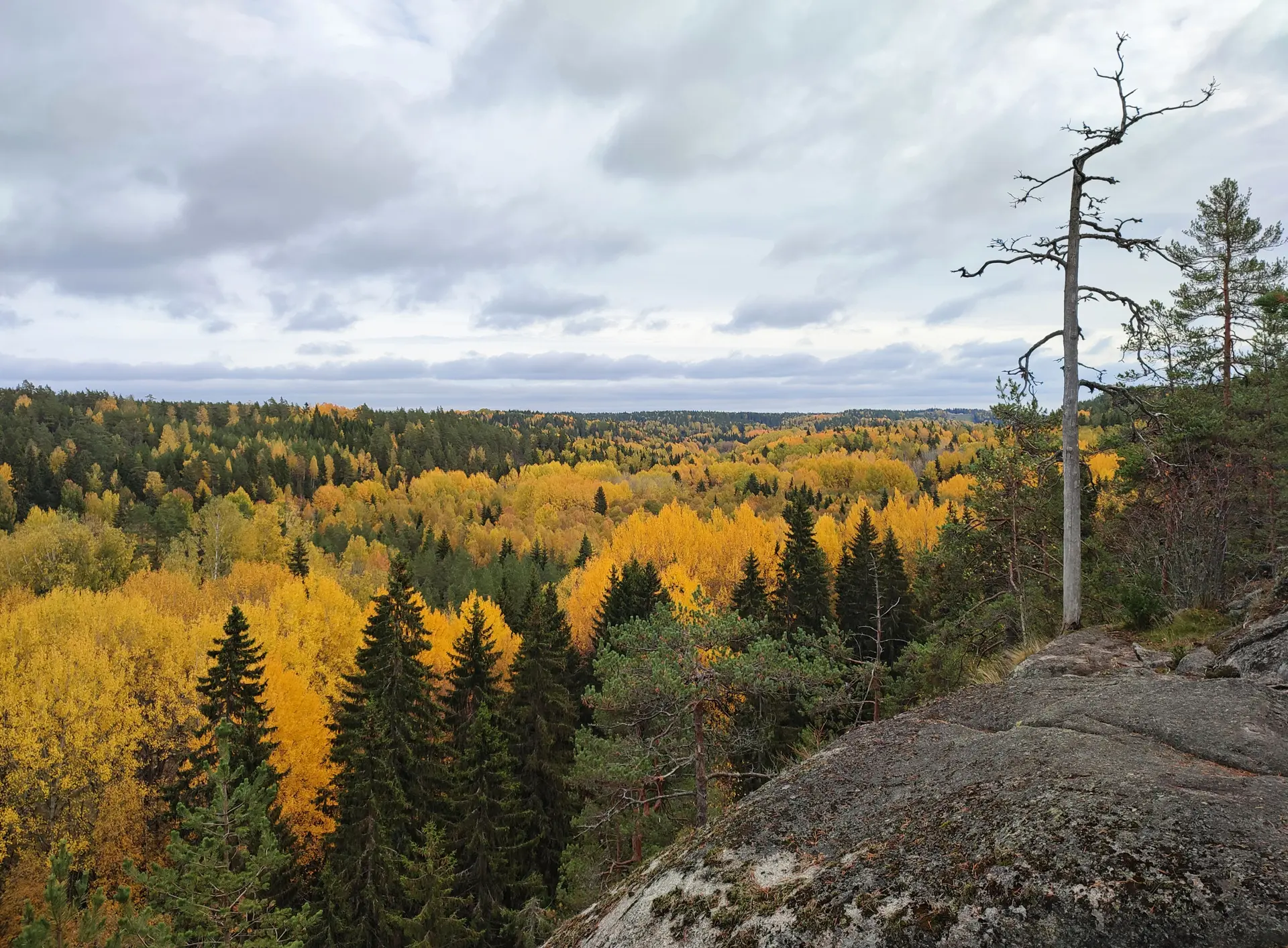 【2025赫爾辛基景點地圖】赫爾辛基推薦景點、行程規劃、門票 Näkymä kalliolta ruskametsään alas, oikealla kelo. Taivas on pilvinen.