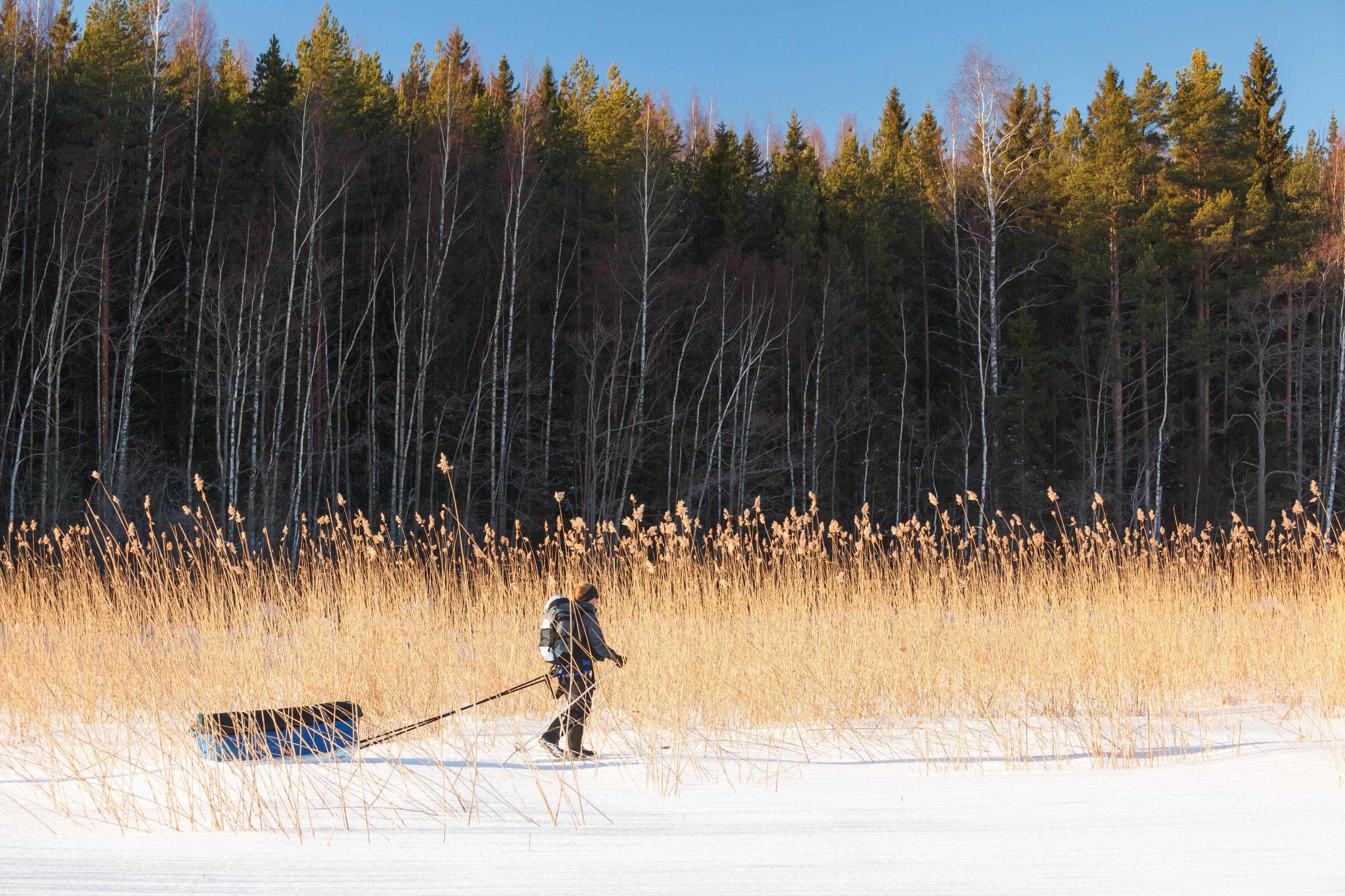 Kuva: Sampo Kiviniemi/Vastavalo Media Henkilö vetää ahkiota lumisessa maisemassa. Etualalla on korkeaa kuivaa heinää ja taustalla tiheä lehtipuumetsä. Taivas on kirkas ja sininen.