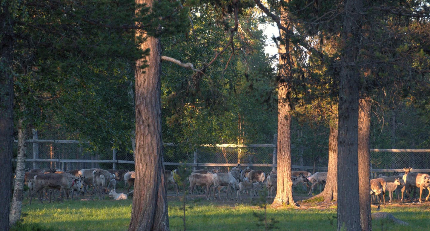 Kuva: Konsta Verta Poroja aidassa. Aurinko paistaa viistosti kesäyönä.