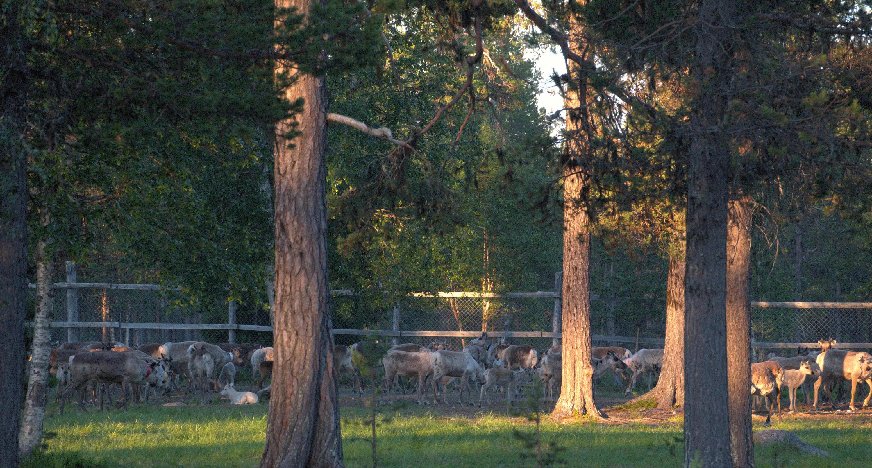 Bild: Konsta Verta Renar i en inhägnad. Solen skiner snett under sommarnatten.