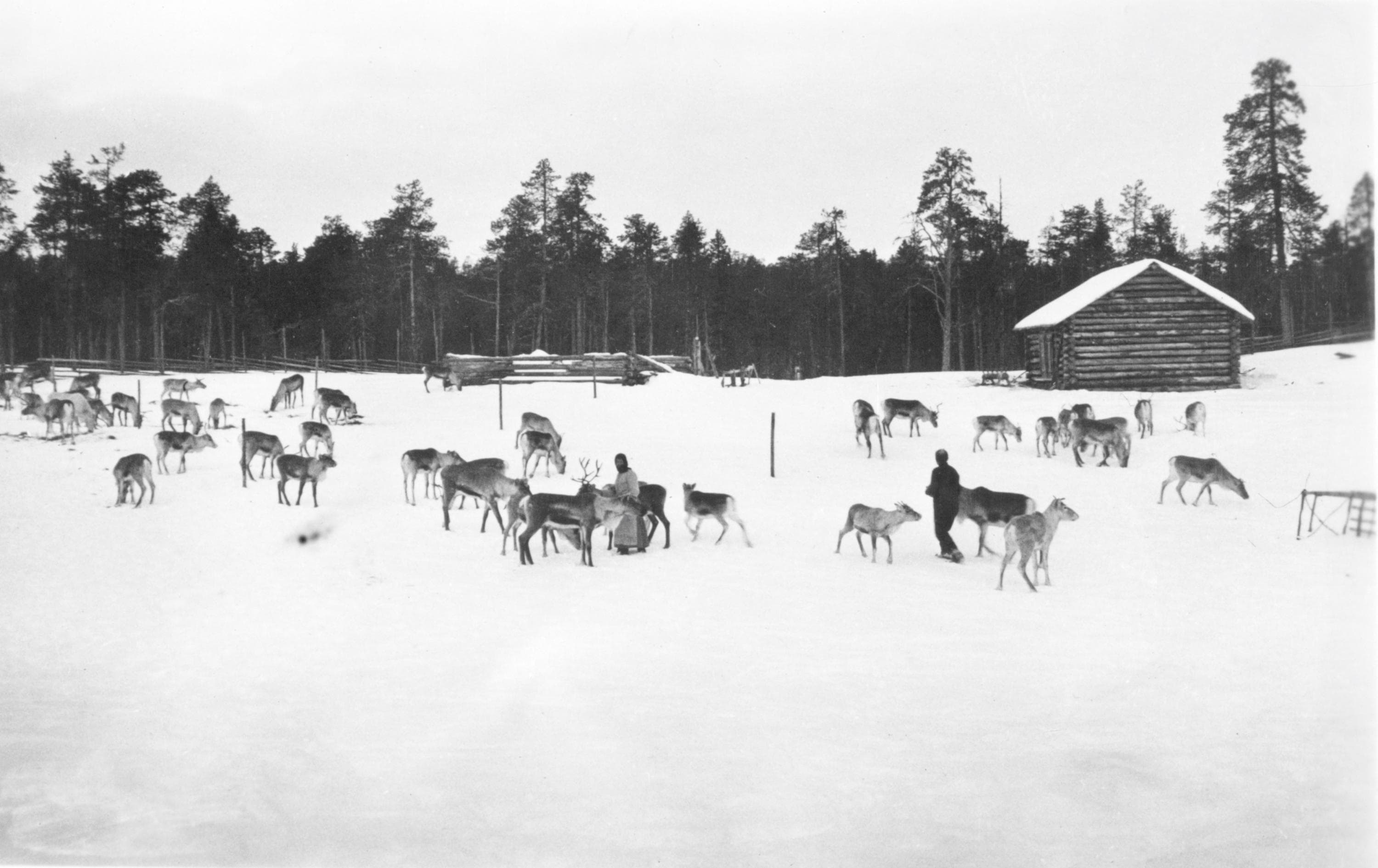 Kuva: Karl Nickul Kuva on vanha mustavalkoinen kuva, jossa monta kymmentä poroa seisoo ja ruokailee aukealla pellolla. Mies ja nainen ovat ruokkimassa poroja. Taustalla poroaitaa ja lato.