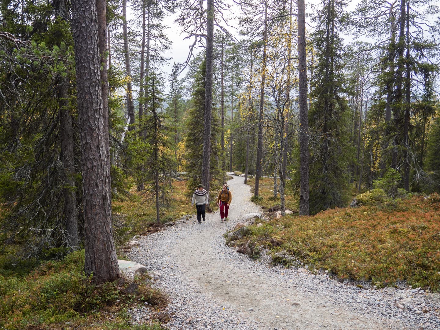 Bild: Anna Pakkanen En grusbelagd led går genom en skog med tallar och granar. Två vandrare går längs leden.