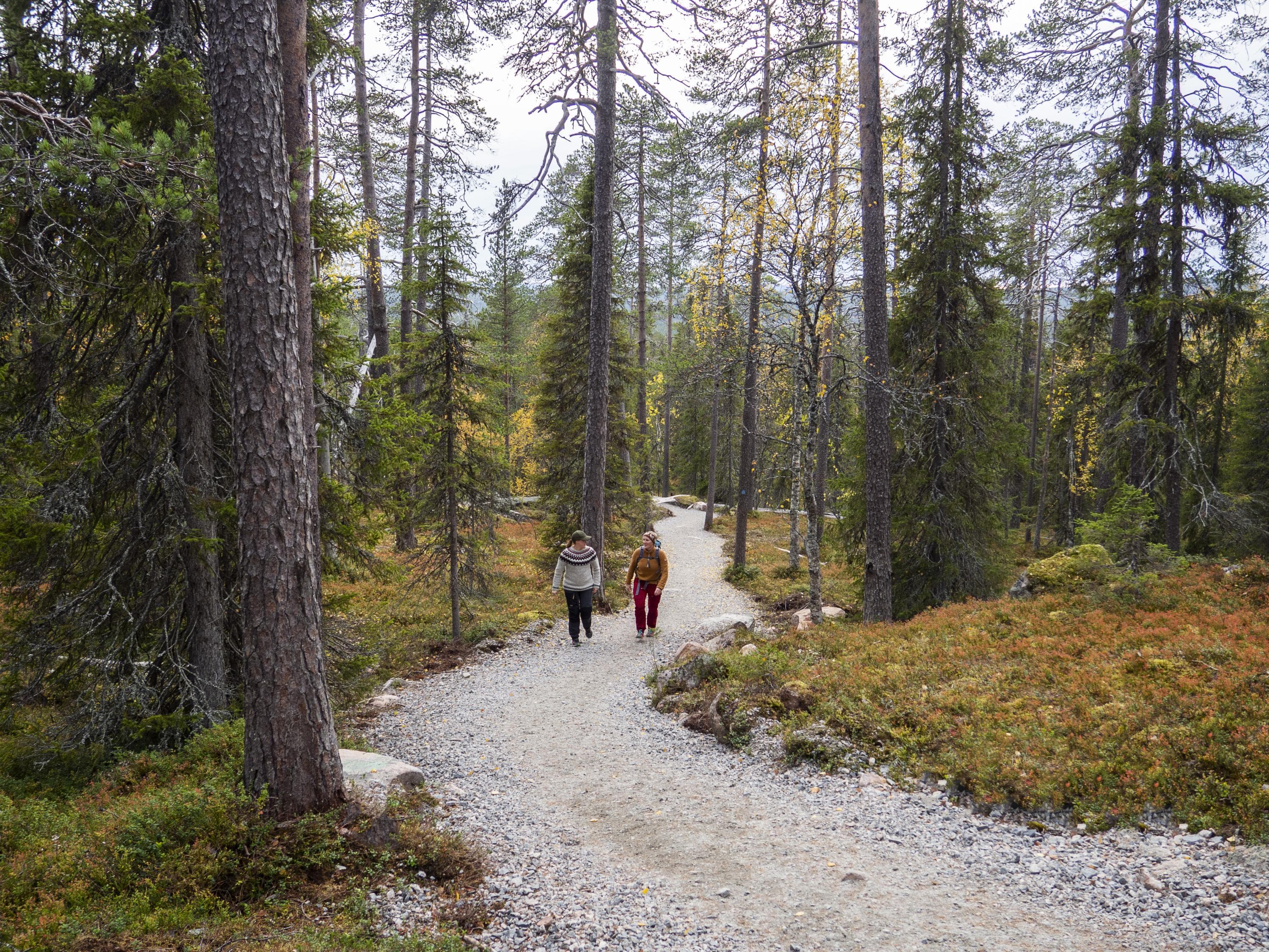 Image: Anna Pakkanen Sorastettu polku kulkee metsässä, jossa on mäntyjä ja kuusia. Polulla kävelee kaksi retkeilijää.