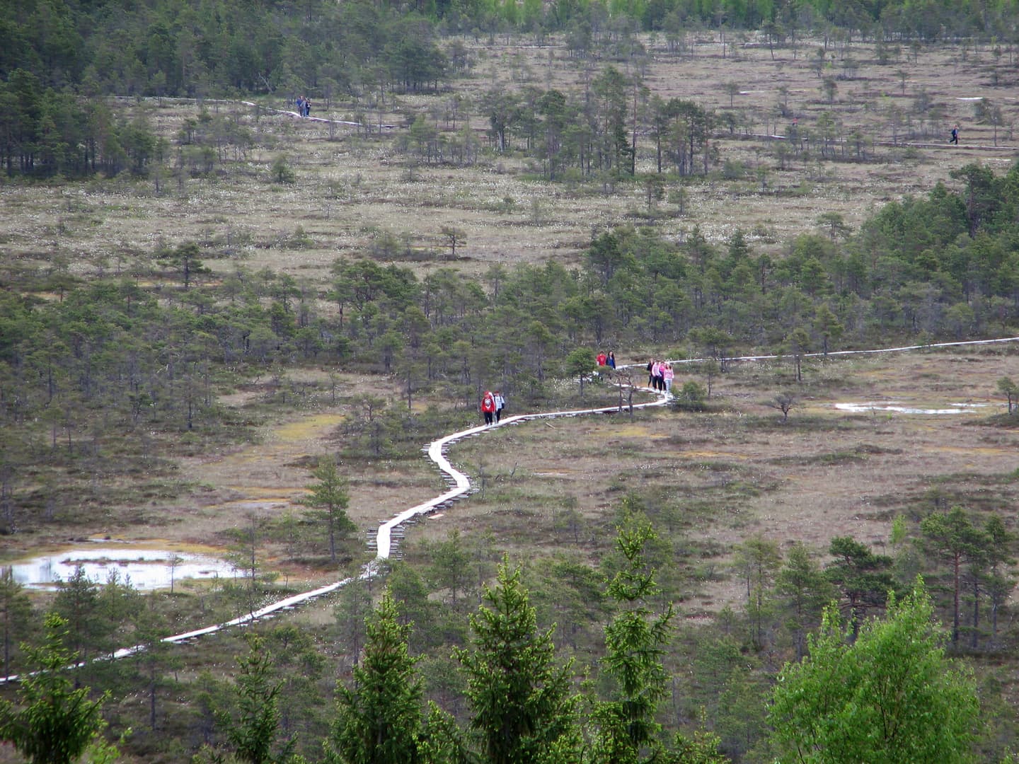 Image: Elina Nystedt A nature trail winds through a green landscape with people walking along it. There are denser patches of trees in the background and the sky is overcast.