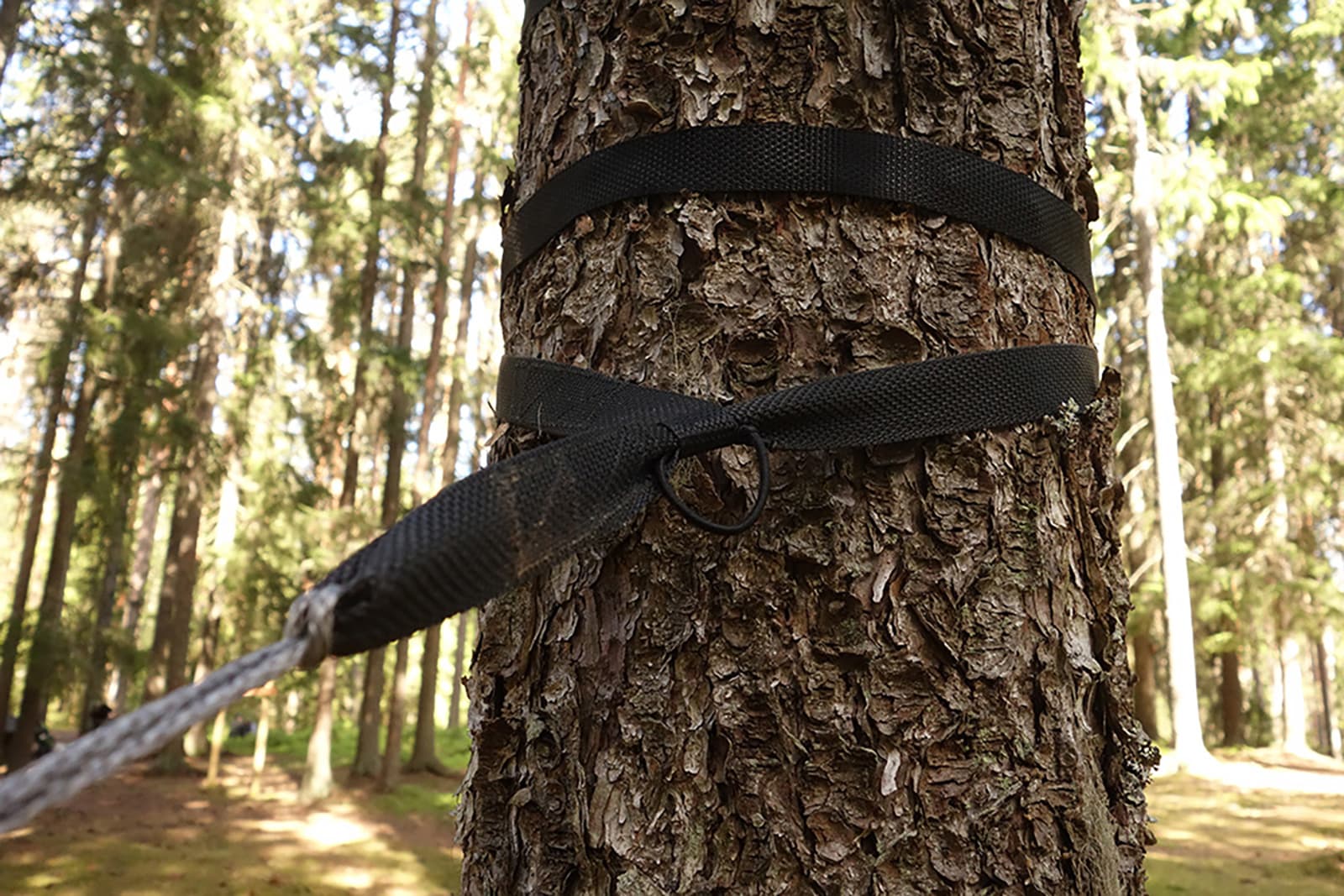 Bild: Eemeli Nieminen Lähikuva puunrungosta, jossa on riippumaton remmi kiinnitettynä.