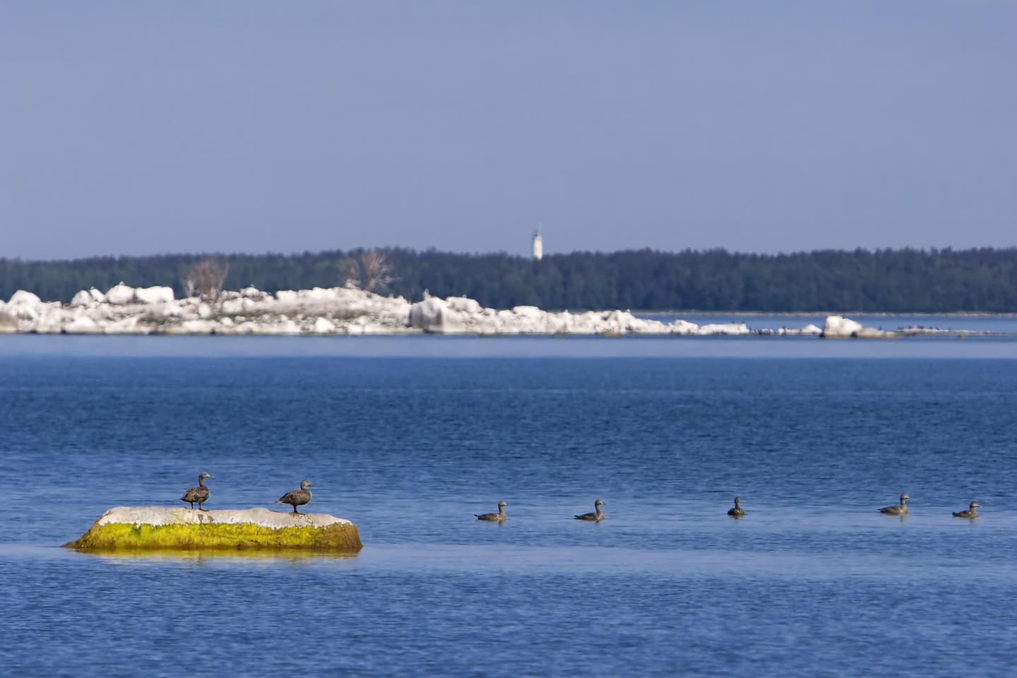 Image: Timo Nieminen Seabirds sitting on a rock.