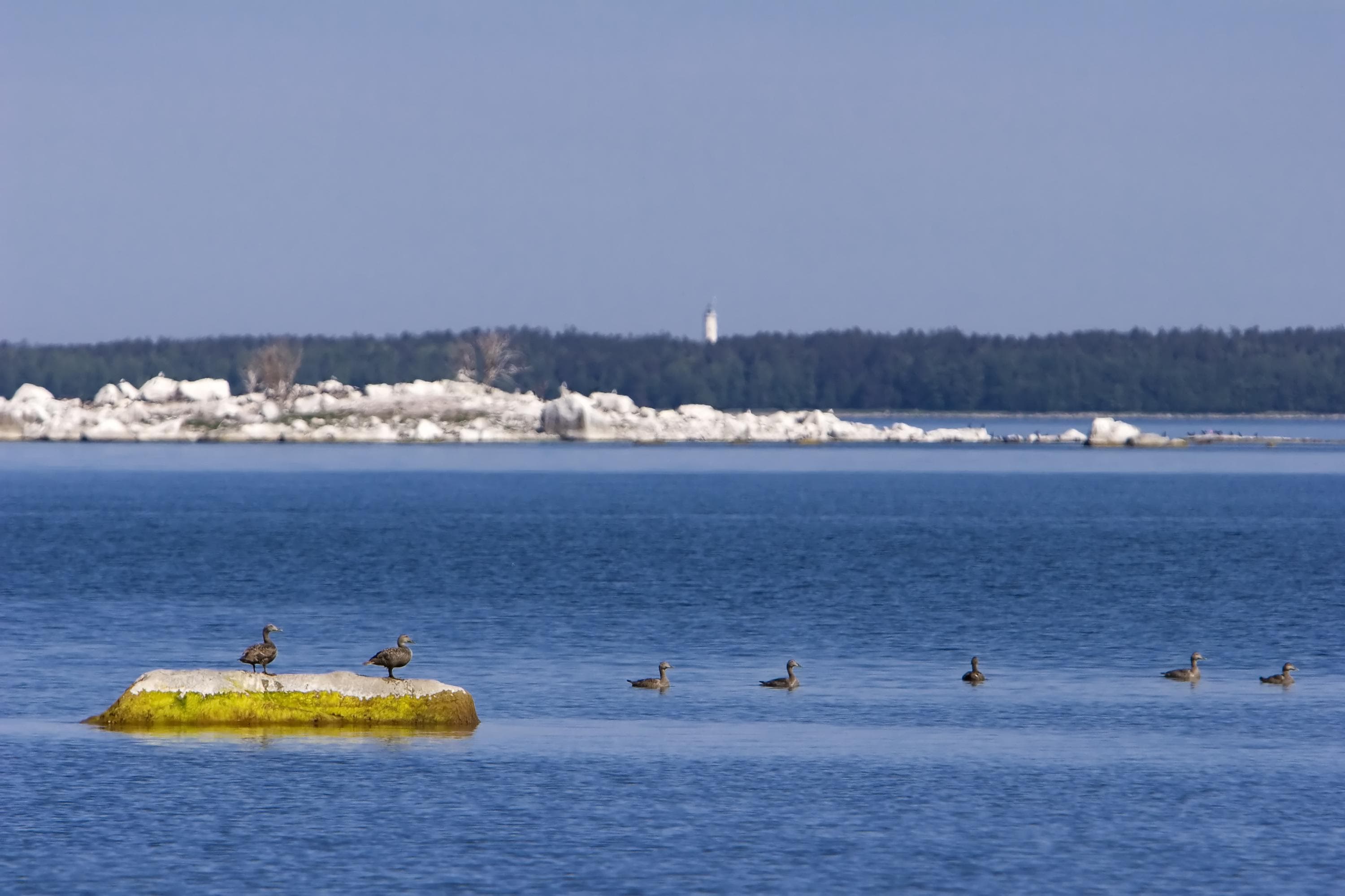 Kuva: Timo Nieminen Merilintuja istuu kivellä.