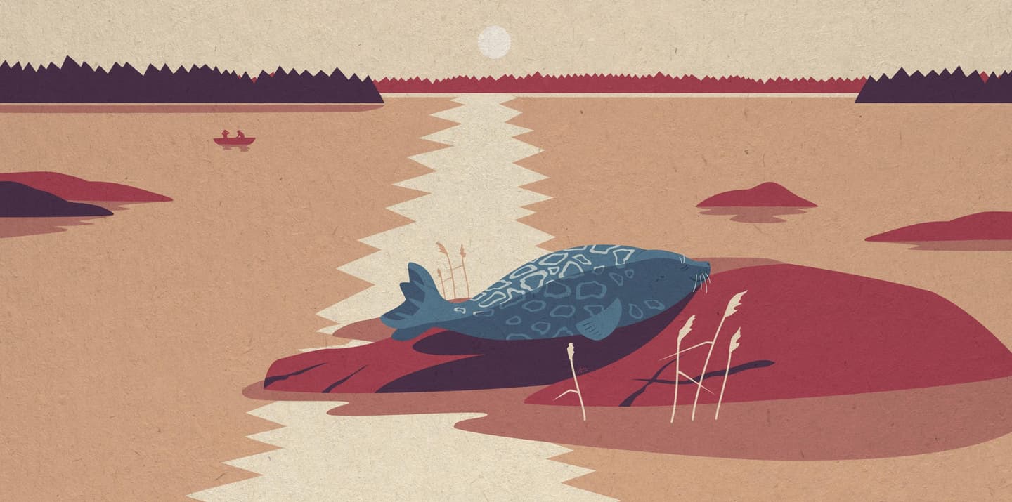 Image: Anna Pakkanen Norppa on kivellä. Kaukana on veneilijöitä.