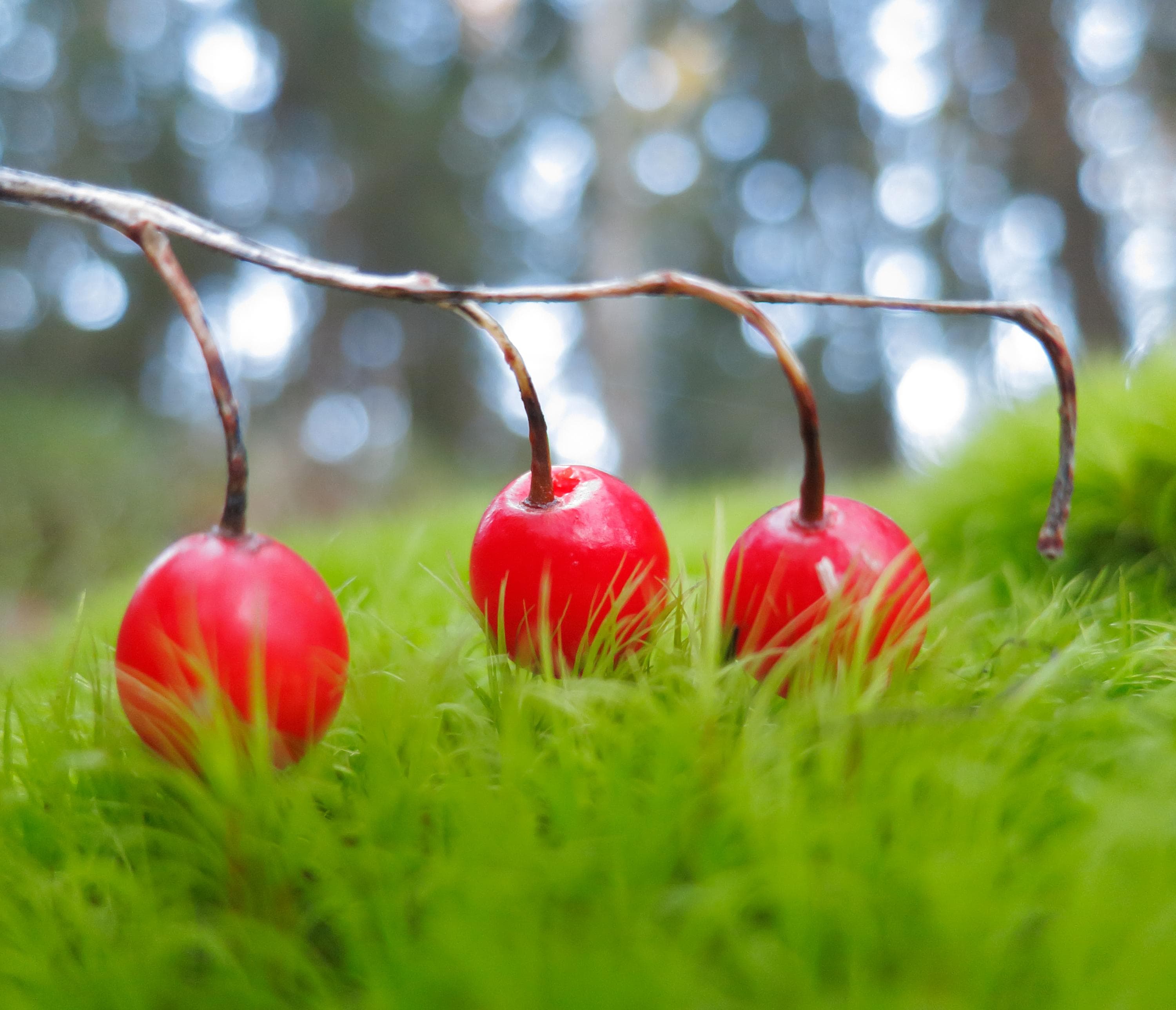 Bild: Jussi Helimäki Tre röda bär.