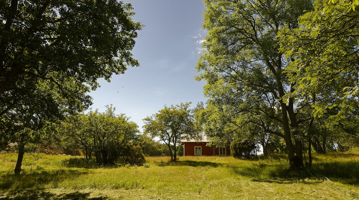 Image: Jani Virtanen Large trees in the green yard and a red wooden building further back