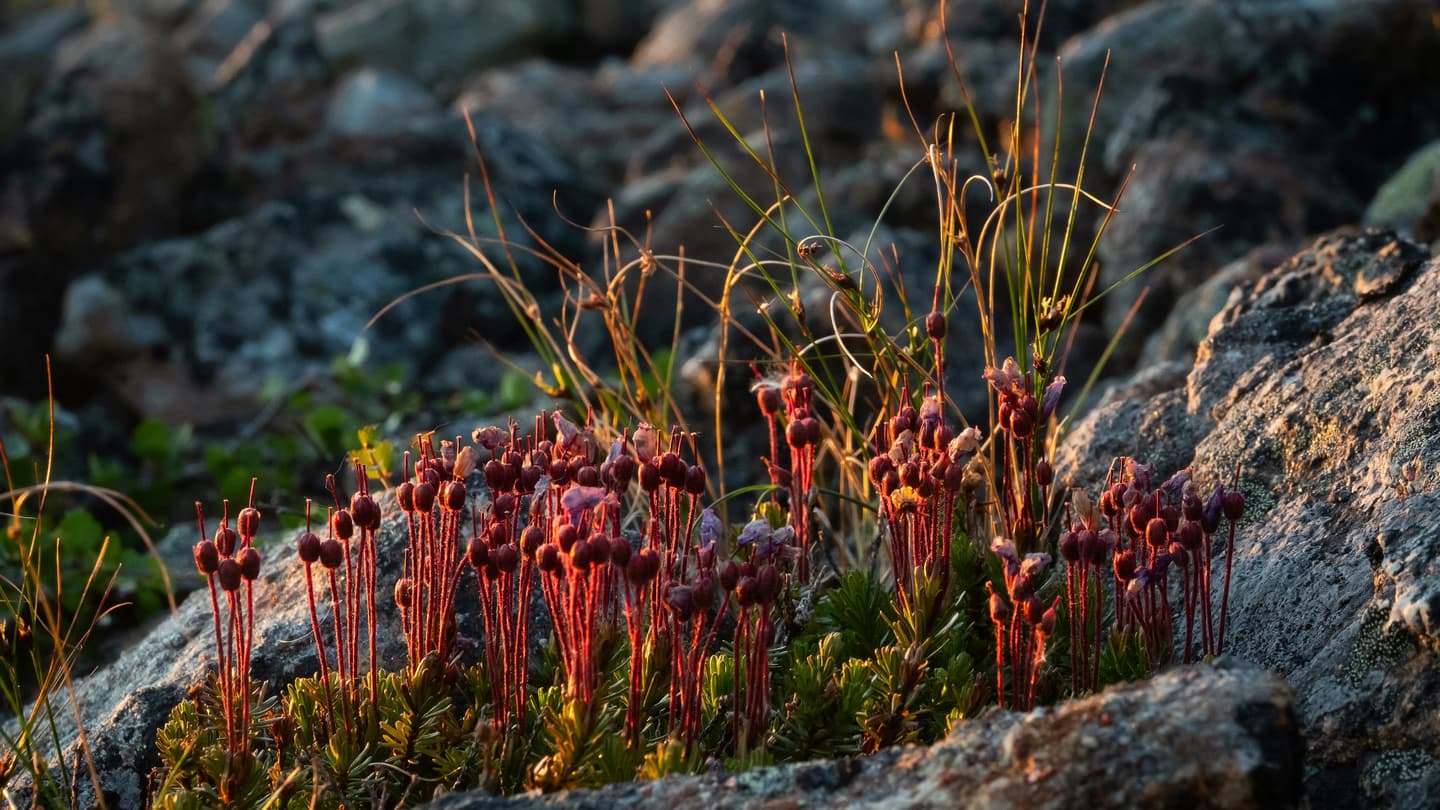 Image: Konsta Verta Grass and shrubs grow between the rocks on the fell.