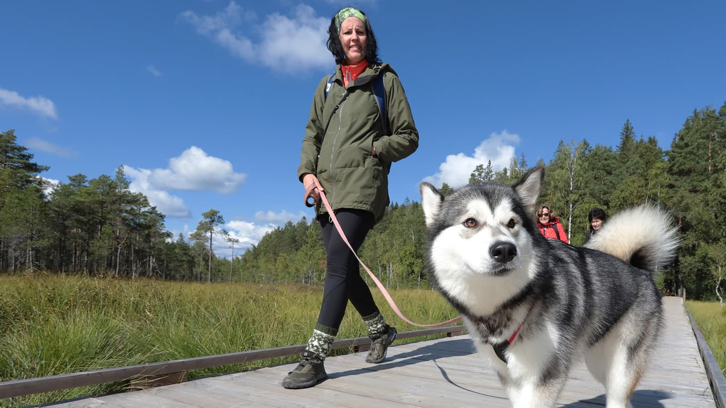 Vandrare med hund på spång i Kurjenrahka nationalpark